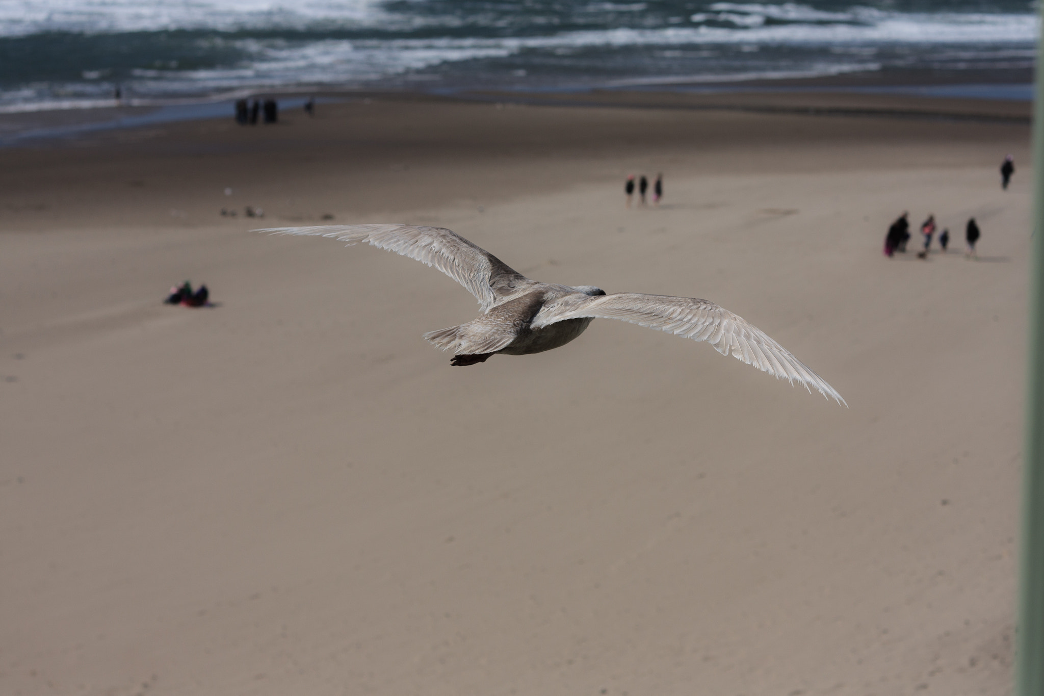 Canon EOS 450D (EOS Rebel XSi / EOS Kiss X2) + Canon EF 50mm F1.8 II sample photo. Gliding seagull photography