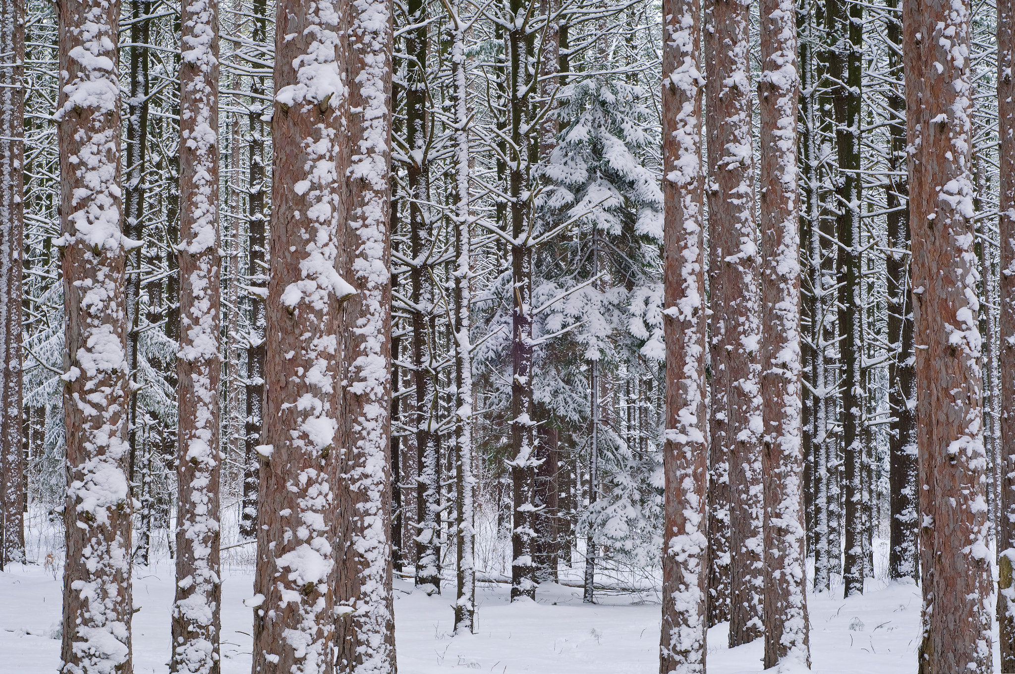 Nikon D2X + AF Nikkor 50mm f/1.8 N sample photo. Pine forest flocked with snow photography
