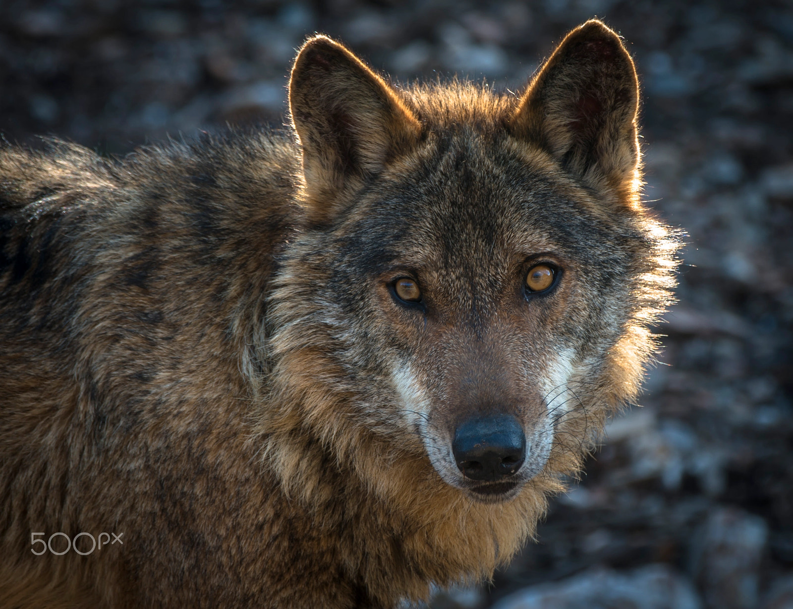 Canon EF 70-200mm F2.8L IS II USM sample photo. Lobo photography