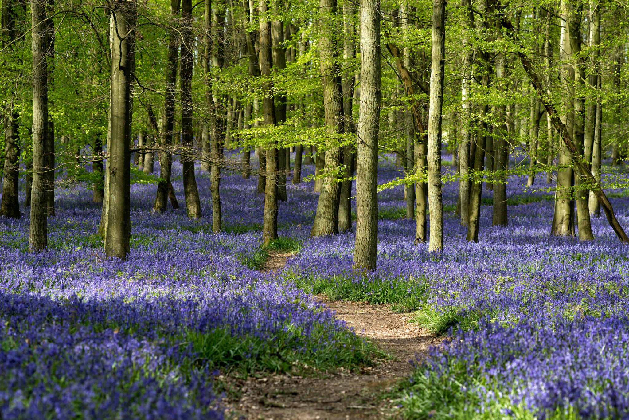 135mm F2 sample photo. Bluebell path photography