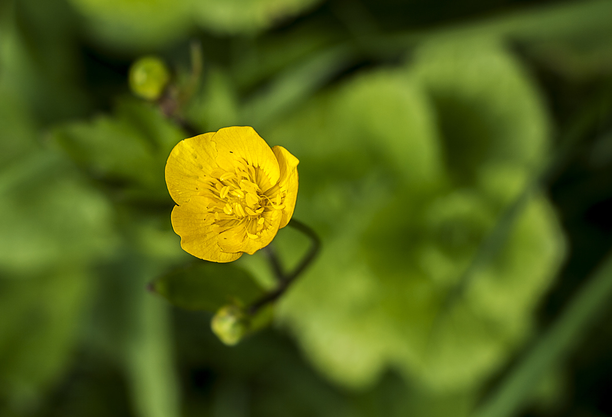 Canon EF-S 18-135mm F3.5-5.6 IS STM sample photo. Small and fragile photography