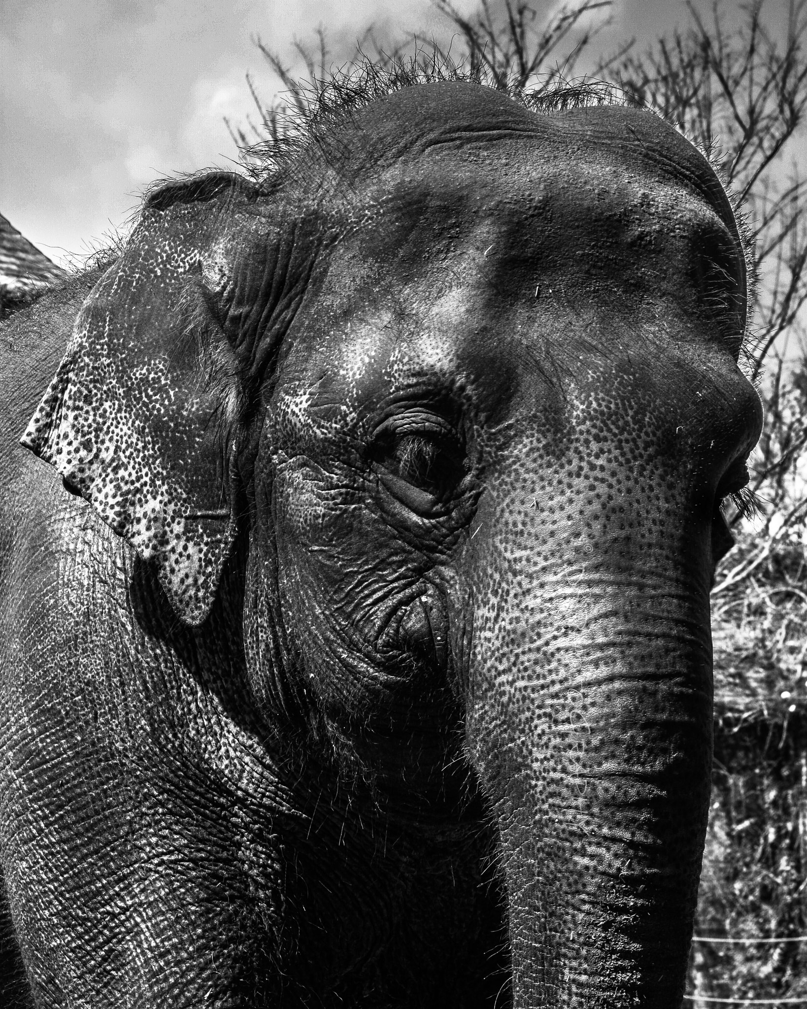 Canon EOS 450D (EOS Rebel XSi / EOS Kiss X2) sample photo. I shot this portrait back in 2009 when i was at th ... photography