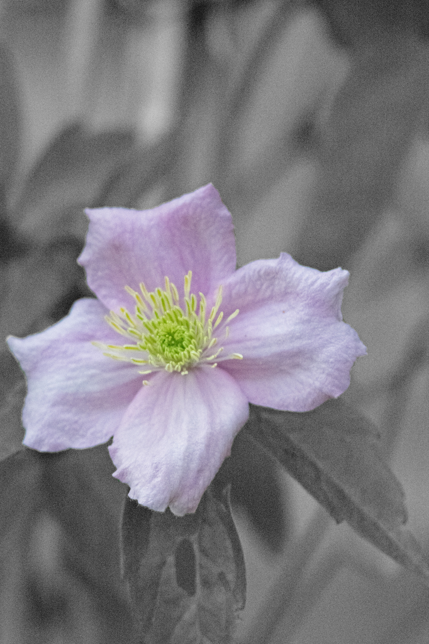 Nikon D5300 + Nikon AF-S Nikkor 300mm F4D ED-IF sample photo. Spring is here - clematis montana photography