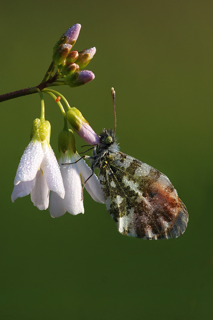 Sigma 150mm F2.8 EX DG Macro HSM sample photo. Orange tip photography