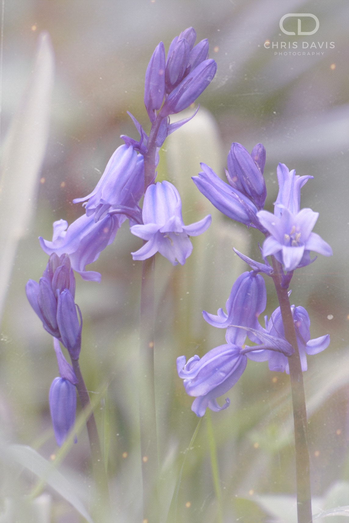 Sigma 70-300mm F4-5.6 APO DG Macro sample photo. Bluebells photography