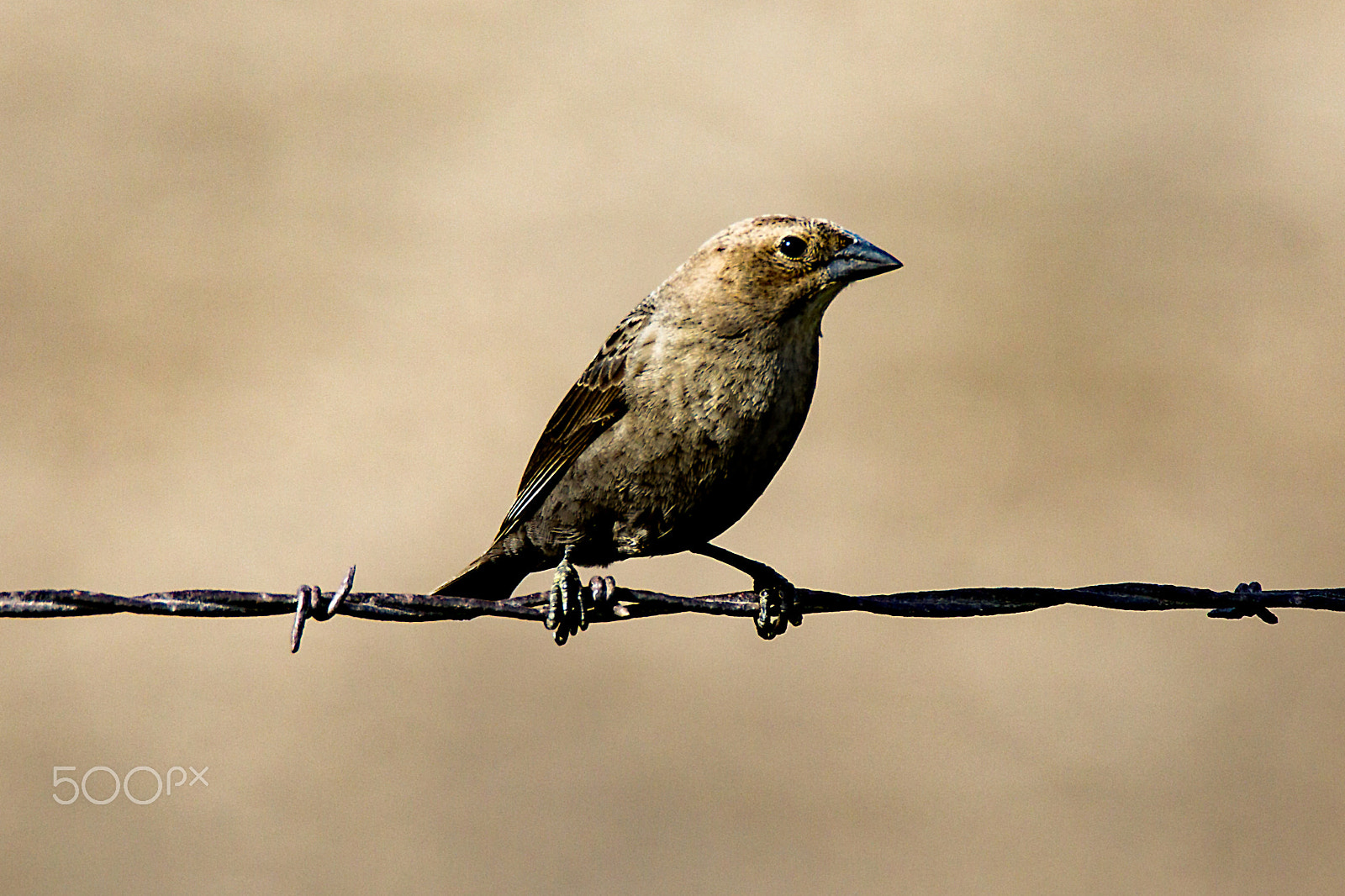 Canon EOS 600D (Rebel EOS T3i / EOS Kiss X5) + Tamron SP 150-600mm F5-6.3 Di VC USD sample photo. Female cowbird on barbed wire (cropped) photography