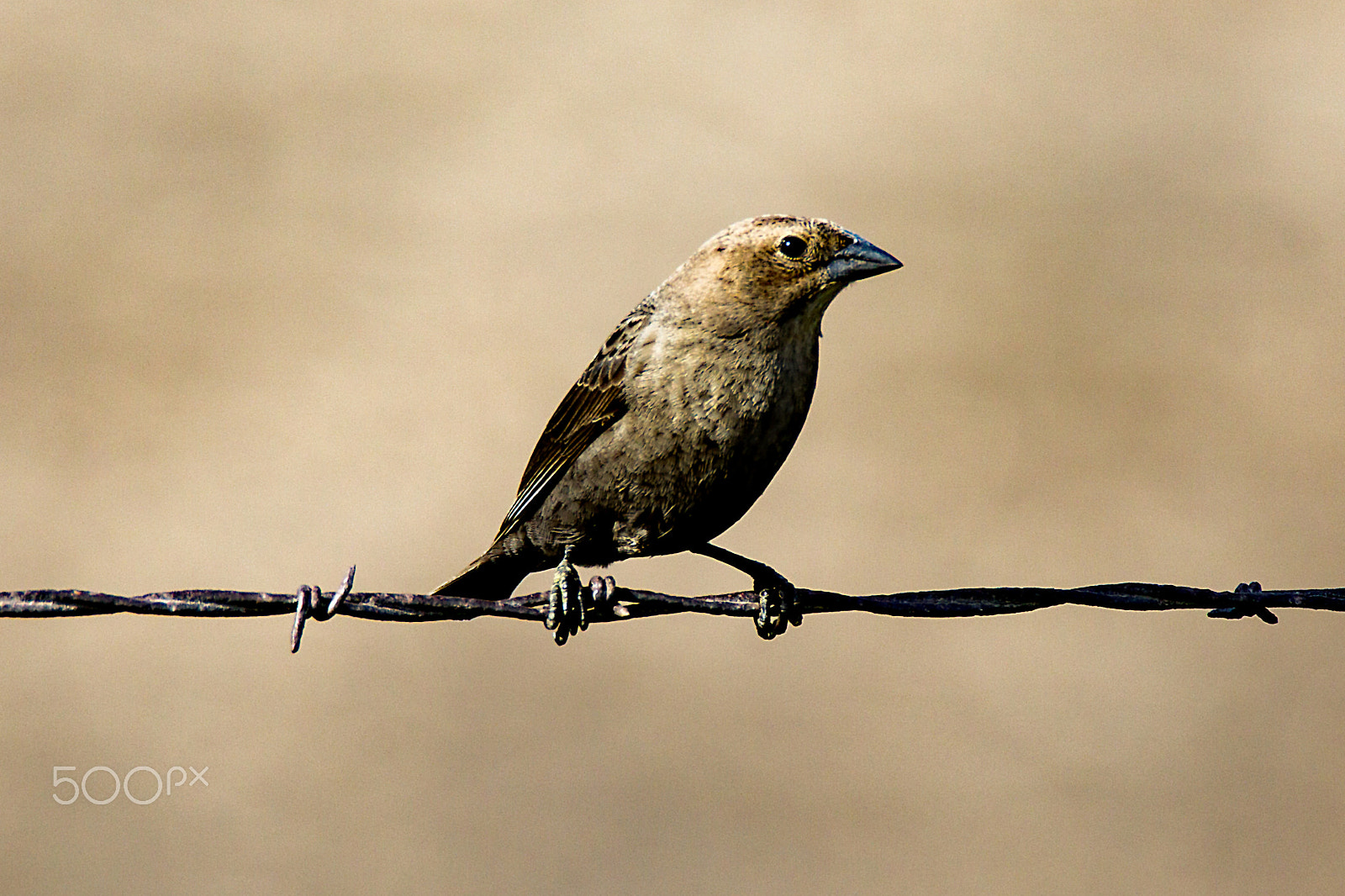 Tamron SP 150-600mm F5-6.3 Di VC USD sample photo. Female cowbird on barbed wire (cropped) photography