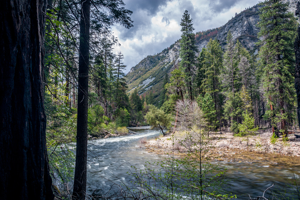 Canon EOS-1D Mark II sample photo. Merced down river photography