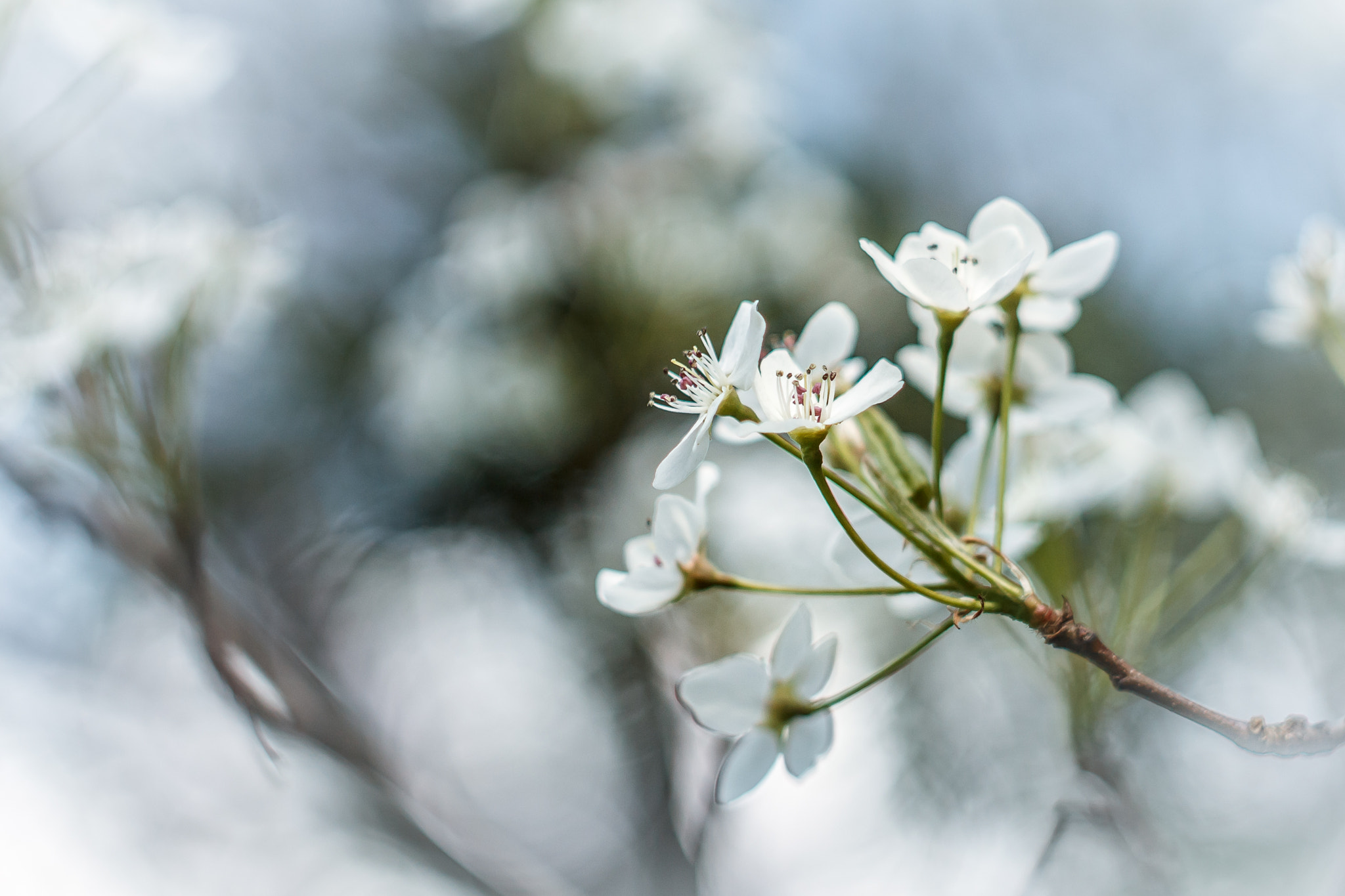 Canon EF 35-80mm f/4-5.6 sample photo. Spring photography