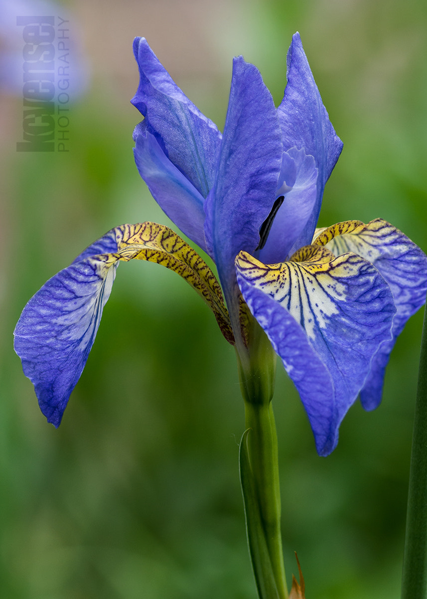 Pentax smc D-FA 100mm F2.8 Macro WR sample photo. Spring show photography