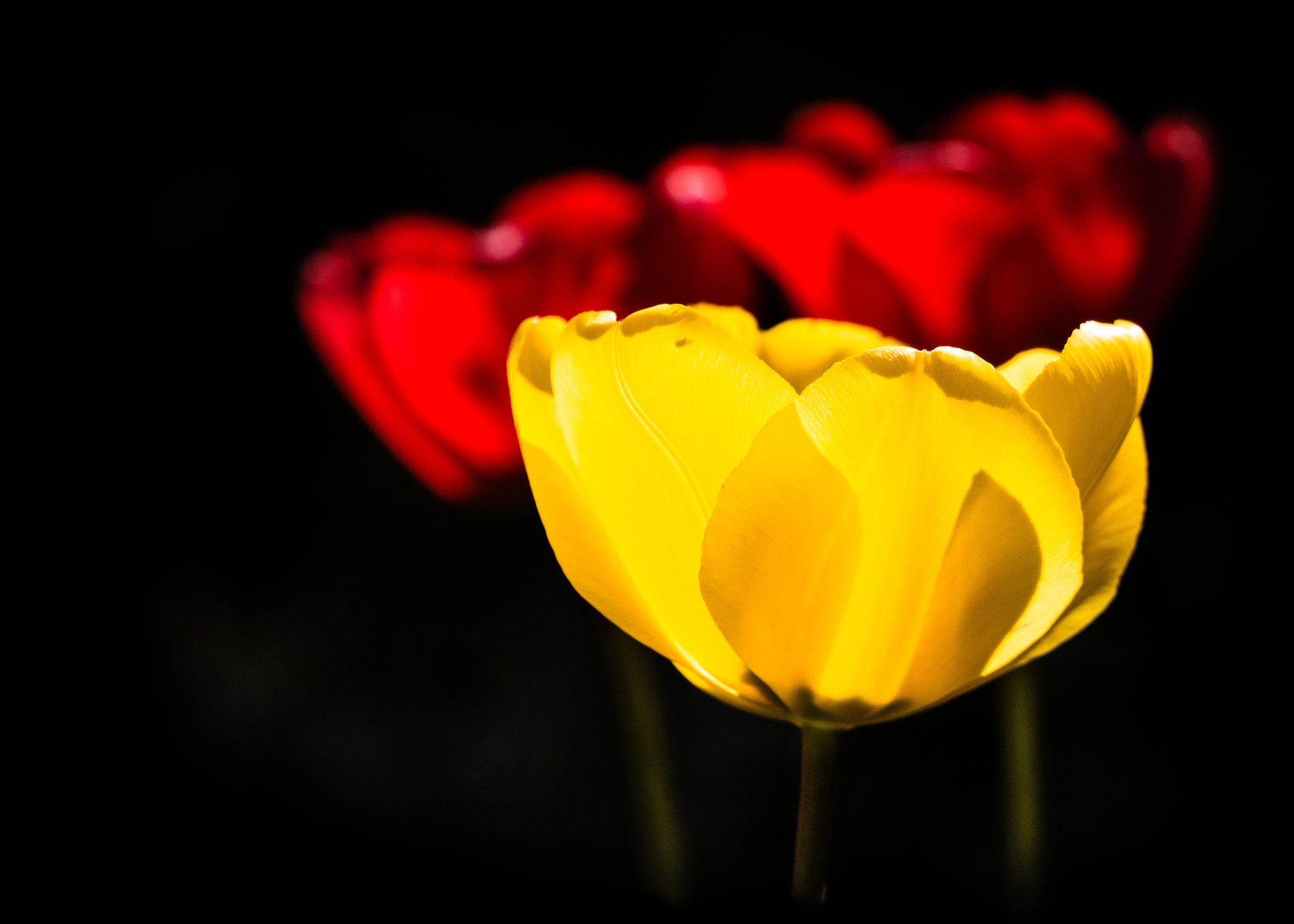 LUMIX G VARIO 45-150/F4.0-5.6 sample photo. Glowing tulips photography