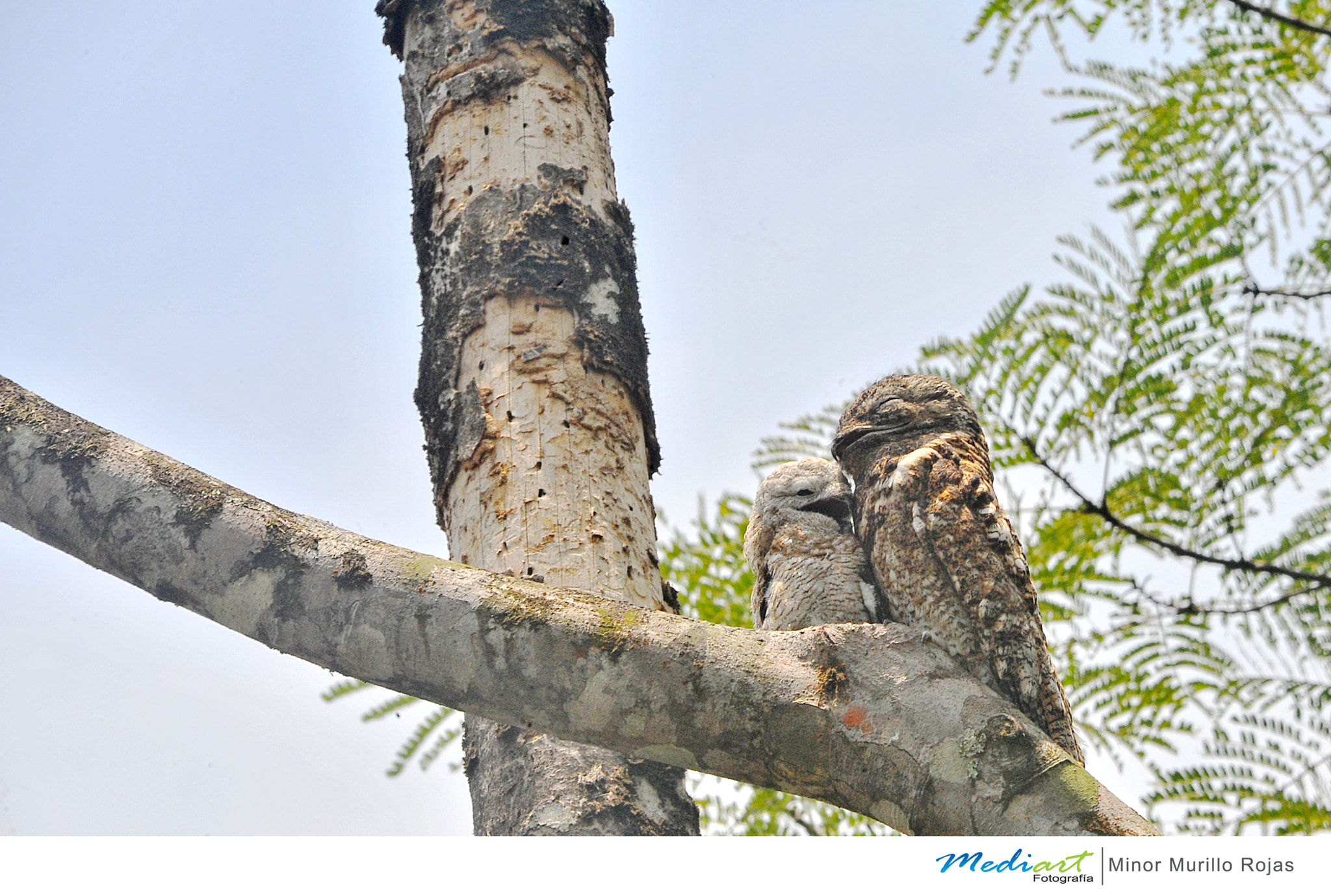 Sigma 150-500mm F5-6.3 DG OS HSM sample photo. Great potoo photography