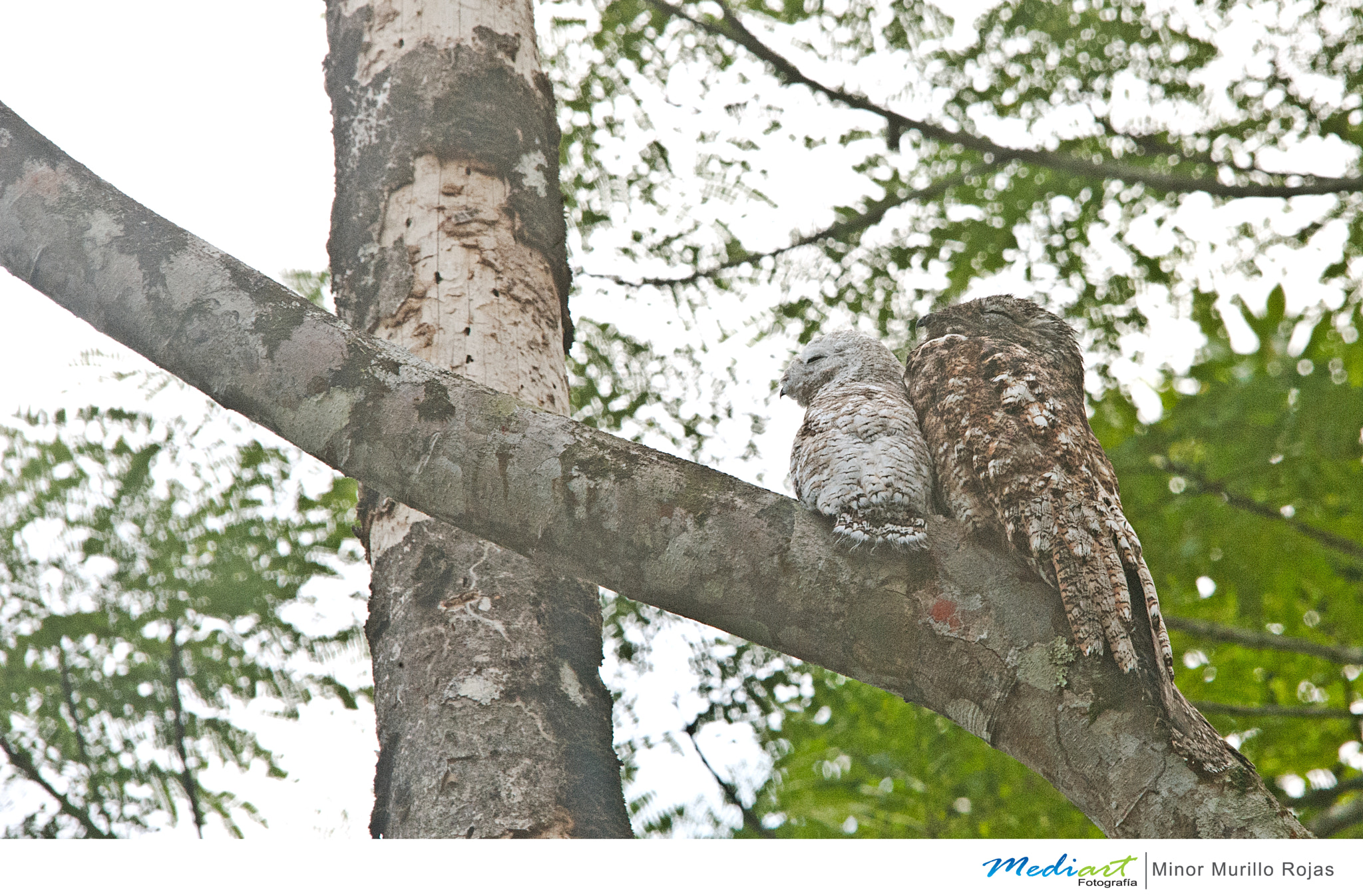 Sigma 150-500mm F5-6.3 DG OS HSM sample photo. Great potoo photography
