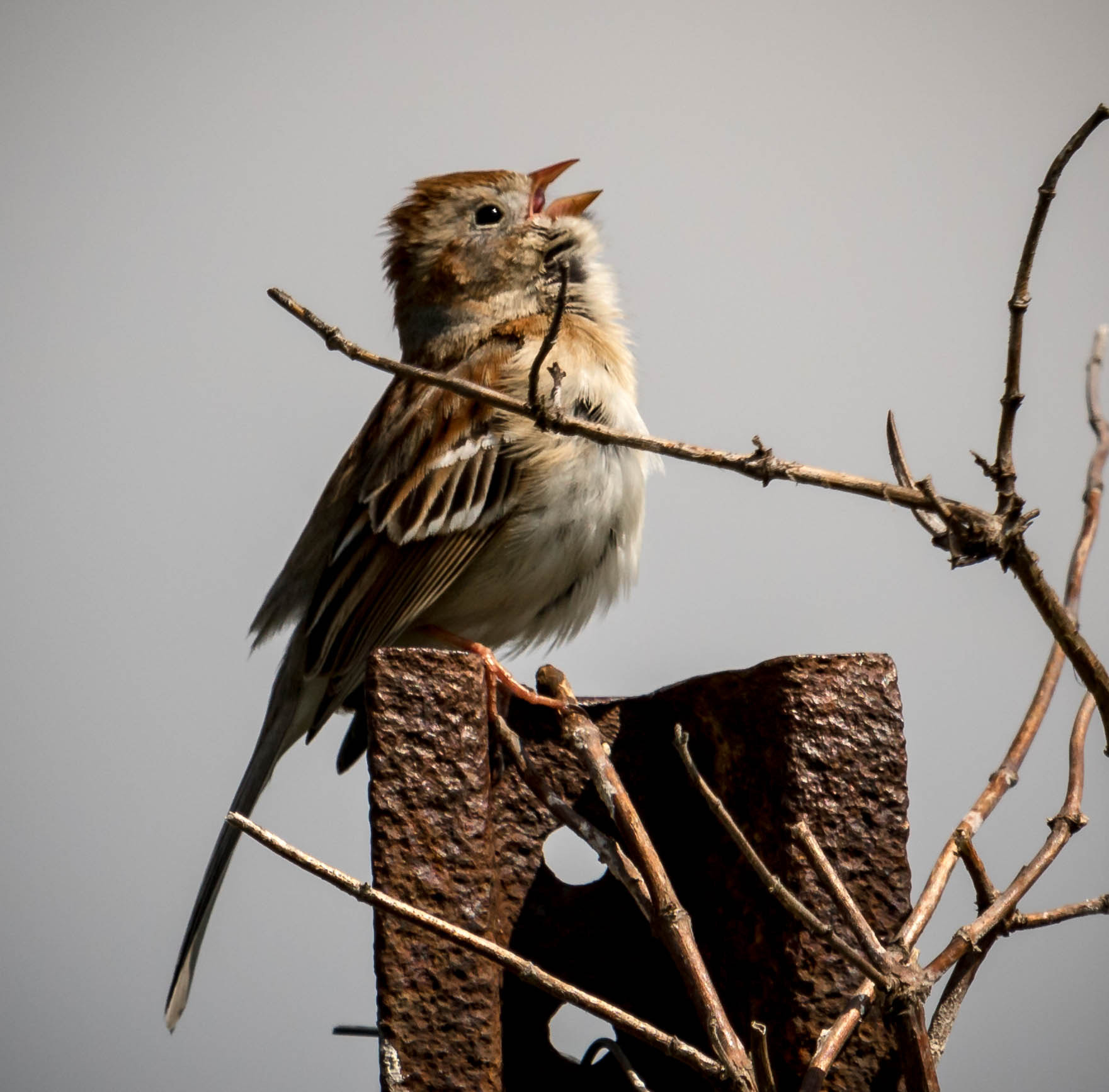 Canon EF 100-400mm F4.5-5.6L IS USM sample photo. Singing away photography