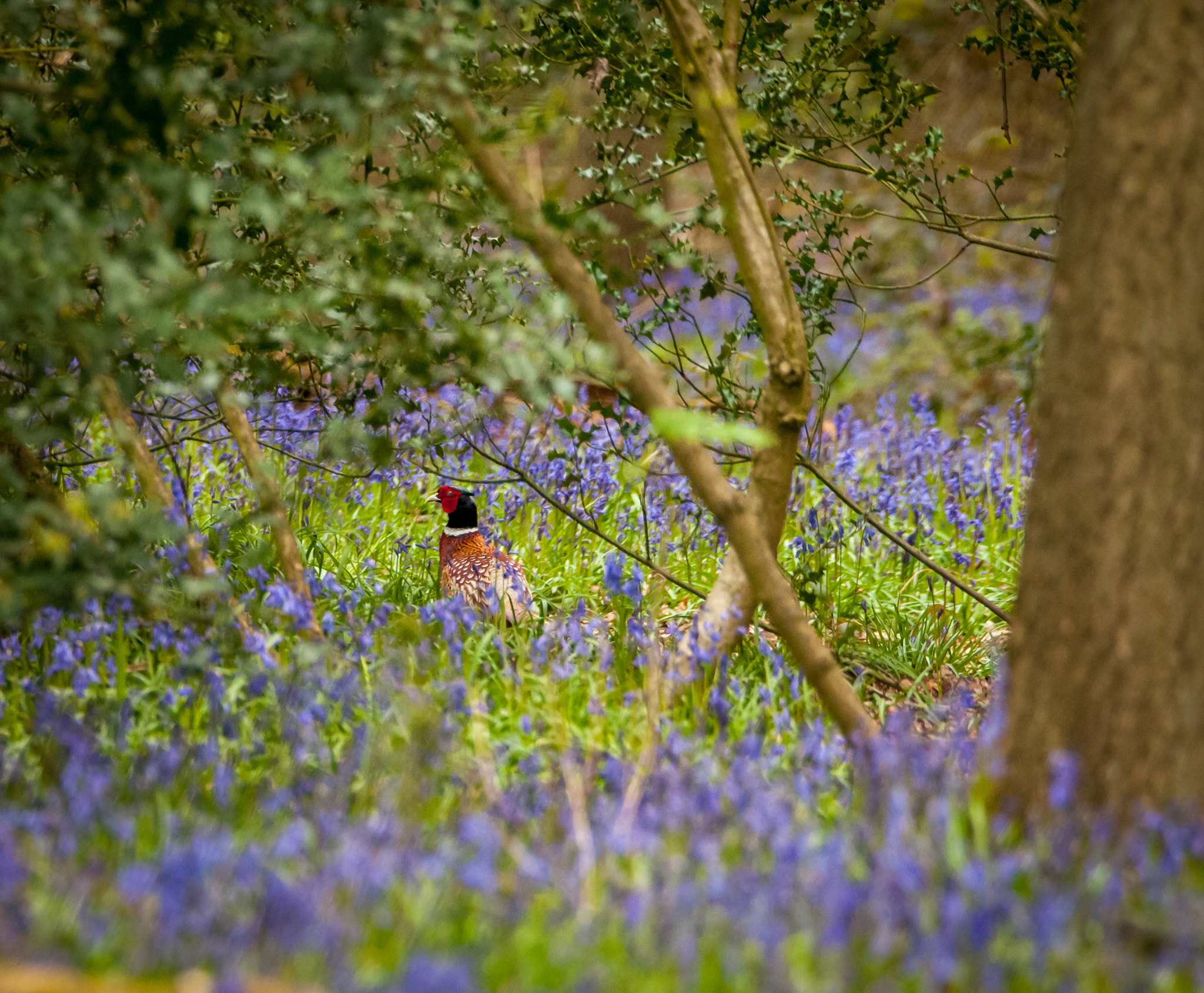 Nikon D300S + Tamron SP 150-600mm F5-6.3 Di VC USD sample photo. Pheasant in the bluebells photography