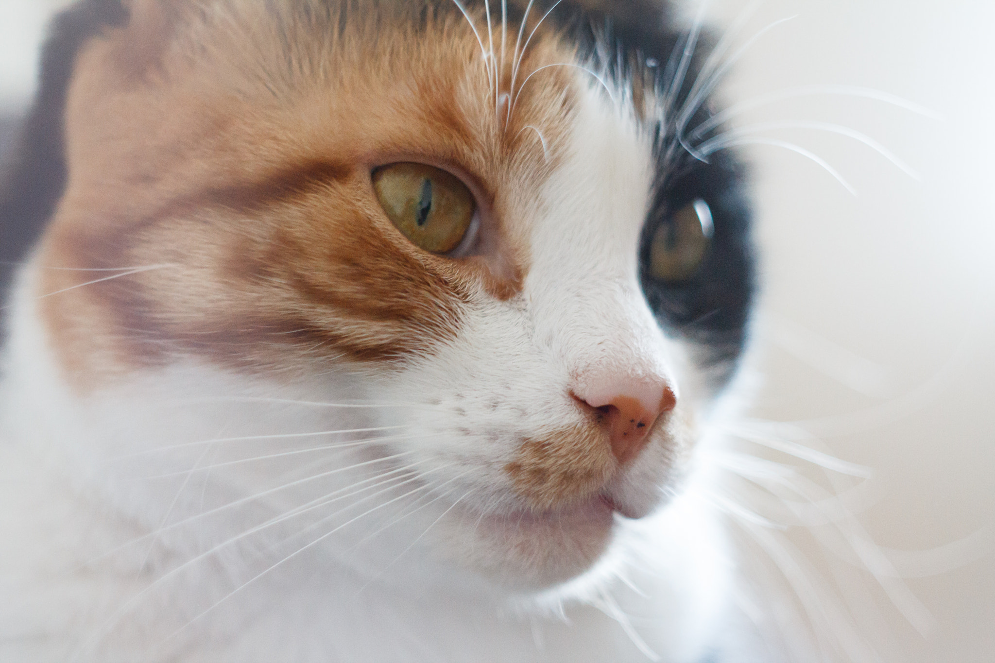 Canon EF 35-80mm f/4-5.6 sample photo. Smile photography