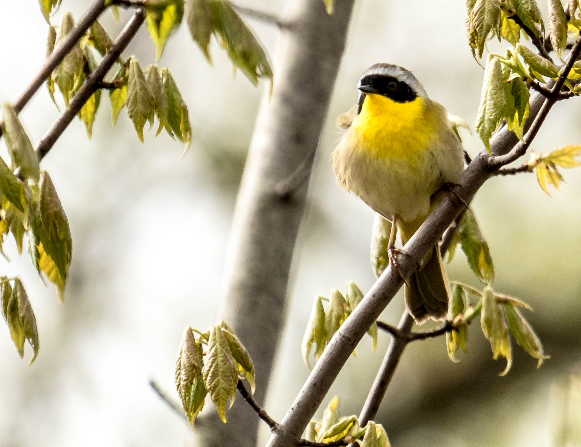 Canon EF 100-400mm F4.5-5.6L IS USM sample photo. Common yellow-throat photography
