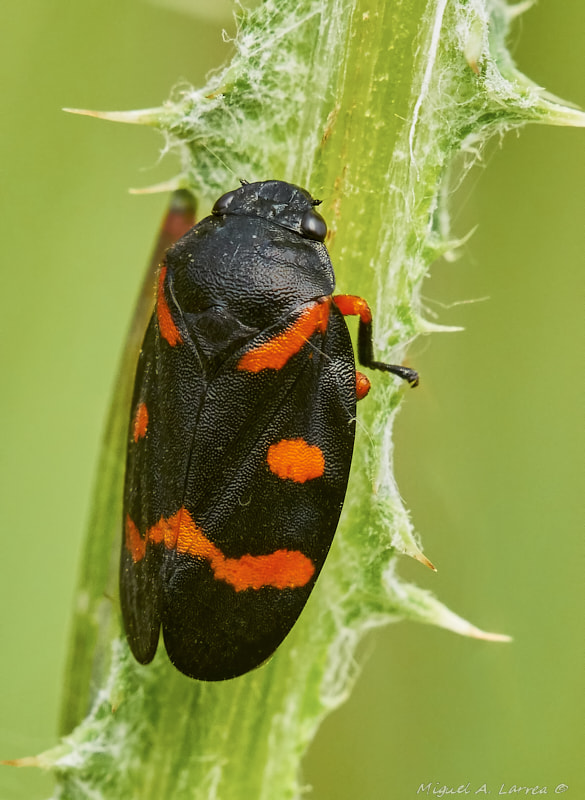 Sony ILCA-77M2 sample photo. Cercopis vulnerata photography