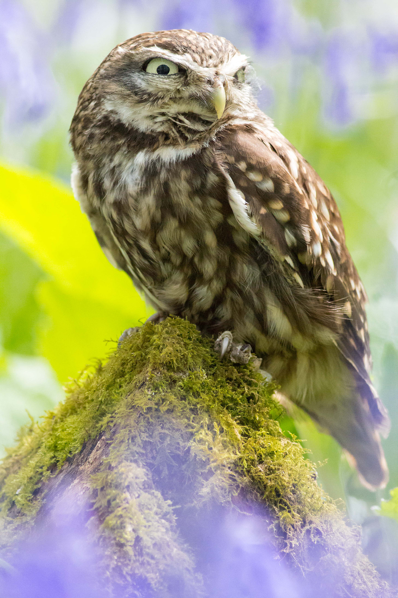 Canon EOS 700D (EOS Rebel T5i / EOS Kiss X7i) + Canon EF 400mm F5.6L USM sample photo. Little owl photography