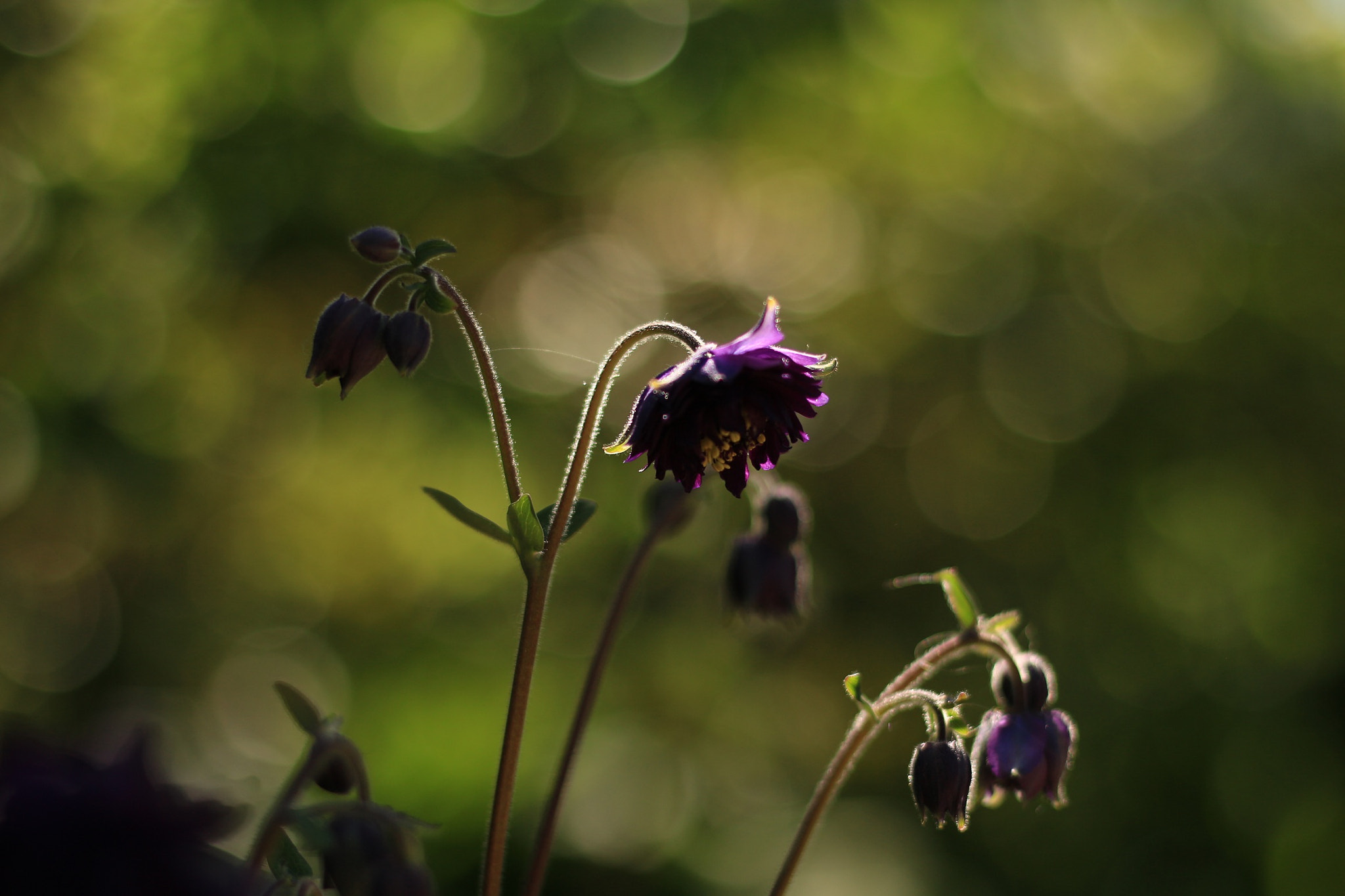Canon EOS M + Canon EF 50mm F1.8 STM sample photo