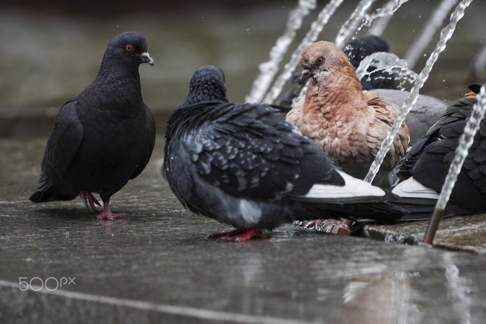 Canon EF 35-80mm f/4-5.6 sample photo. Сonversation of pigeons photography