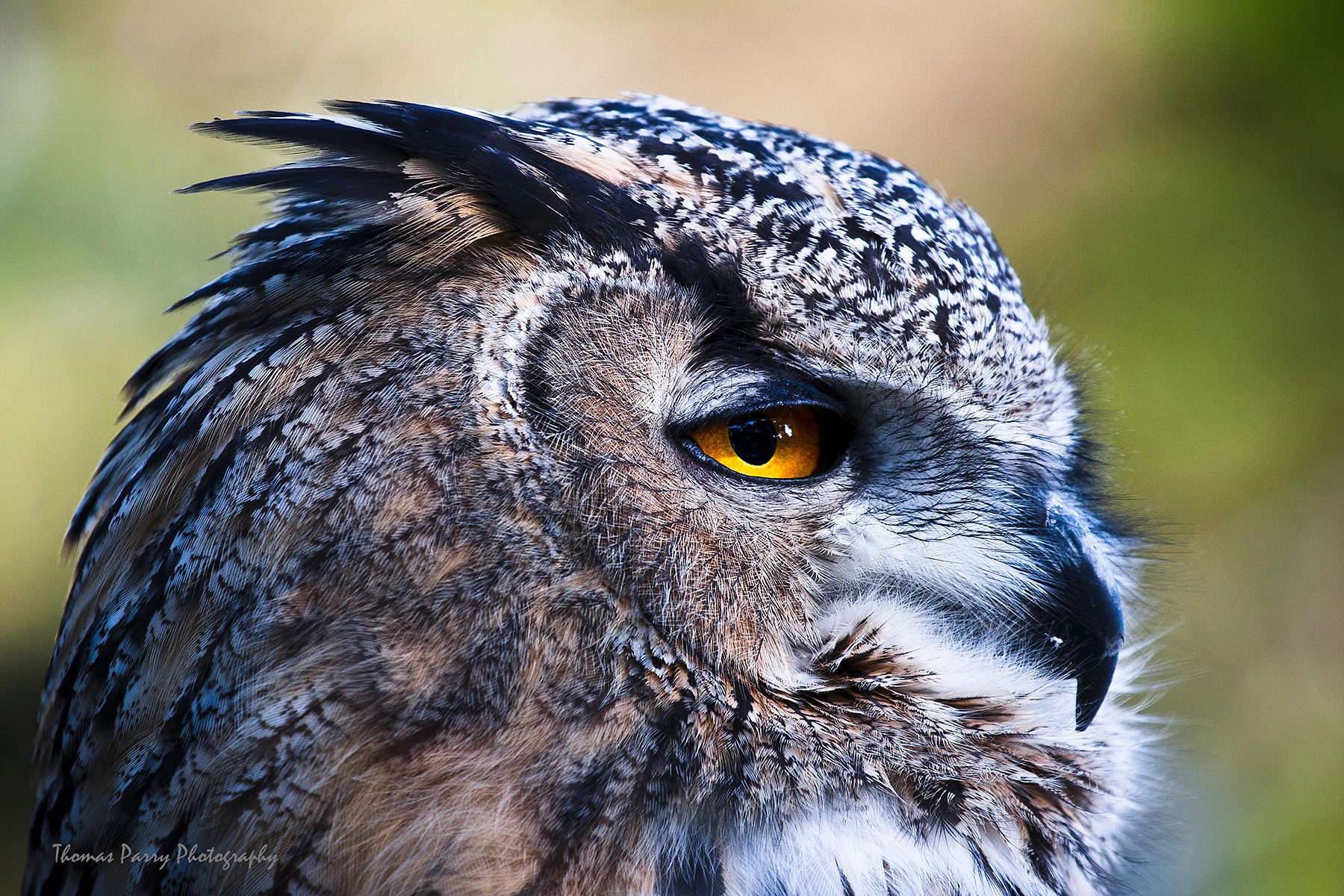 Canon EOS 40D + Canon EF 100-400mm F4.5-5.6L IS USM sample photo. Euro asiatic eagle owl photography