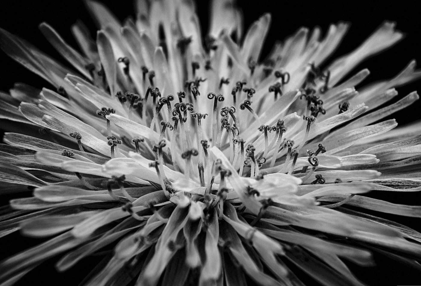 Nikon 1 J4 sample photo. Dandelion photography
