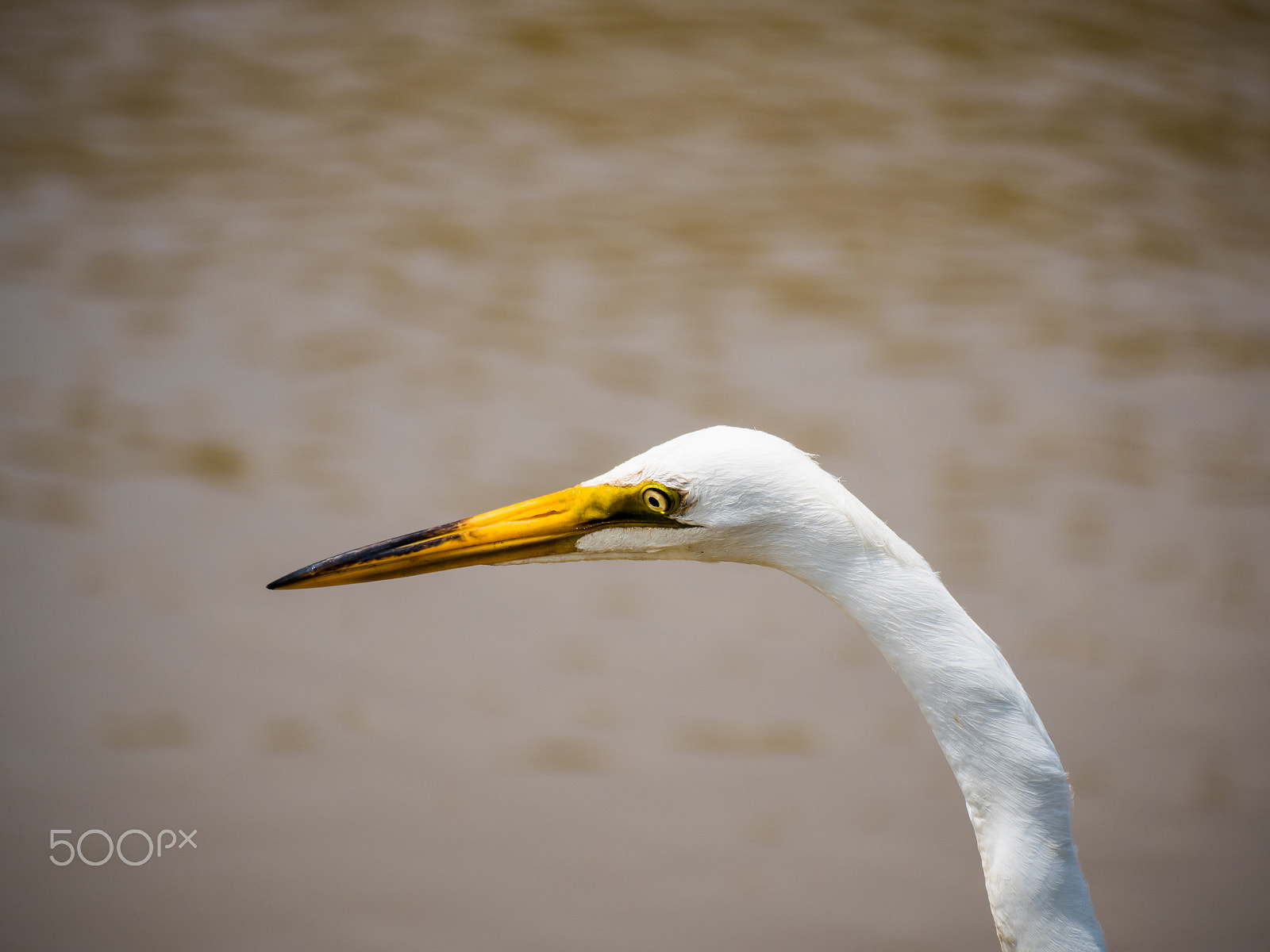 Panasonic Lumix DMC-GH4 sample photo. White crane photography