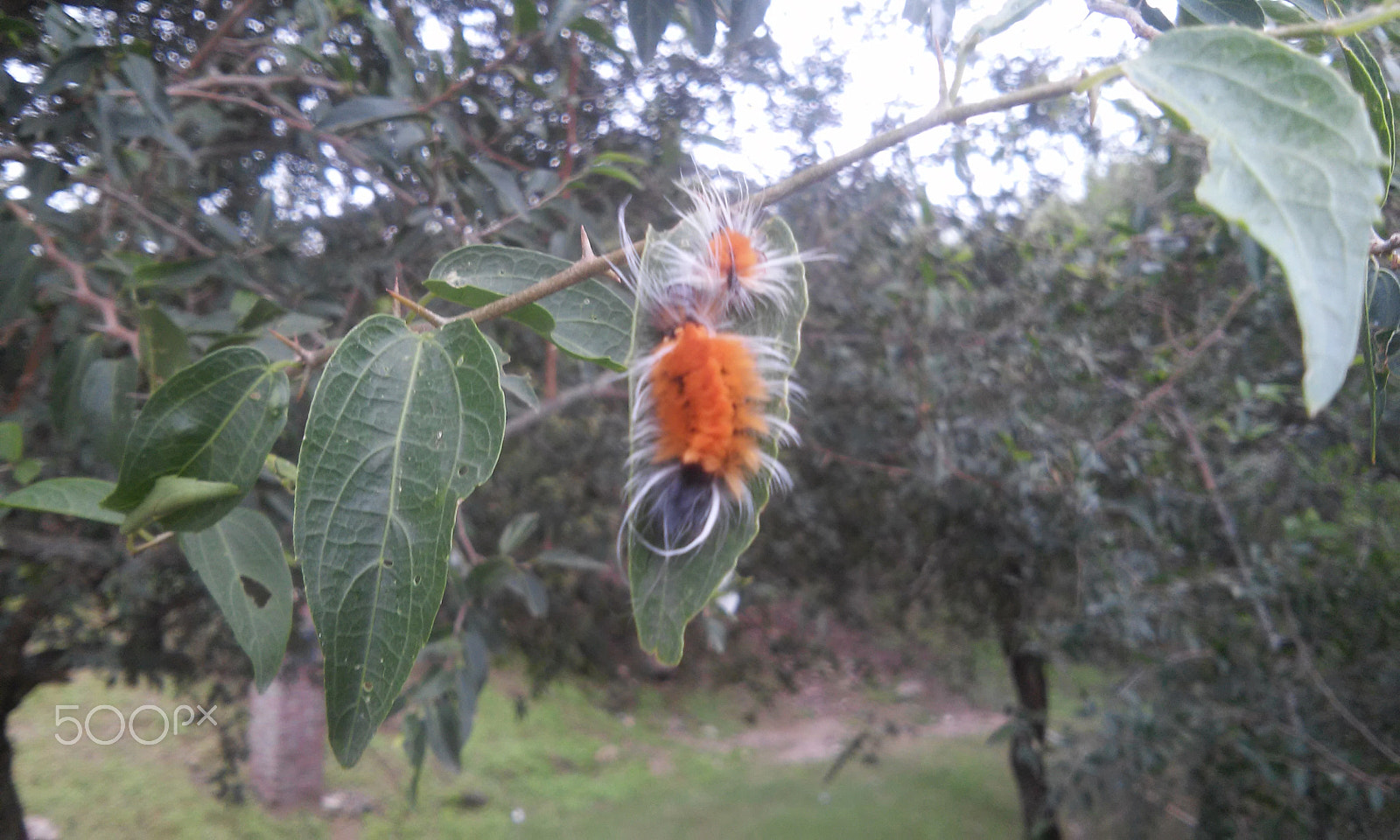 LG L70 sample photo. Gata peluda photography