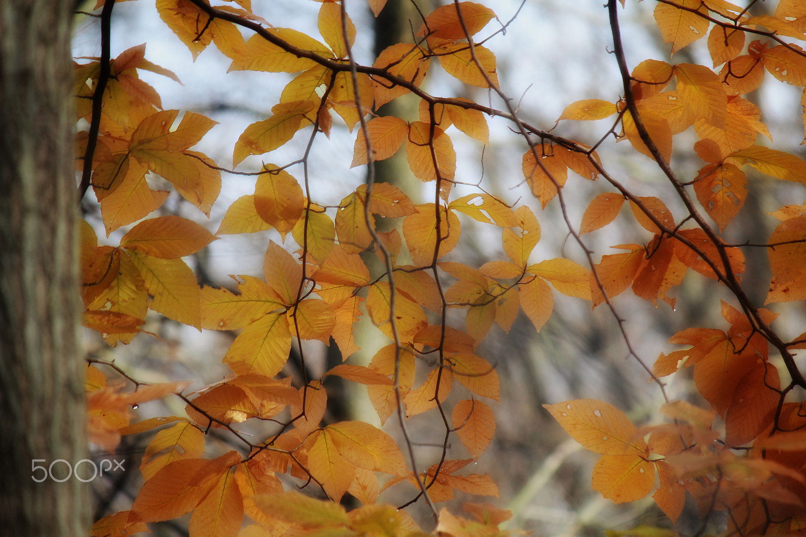 Canon EF-S 55-250mm F4-5.6 IS II sample photo. #fall photography