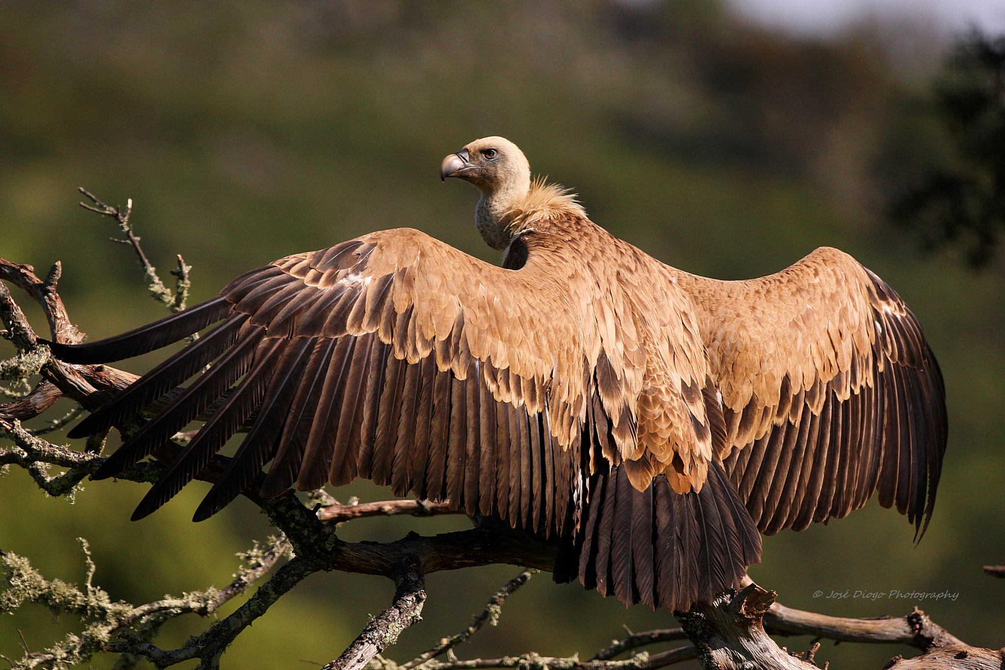 Canon EF 500mm F4L IS USM sample photo. (gyps fulvus) photography