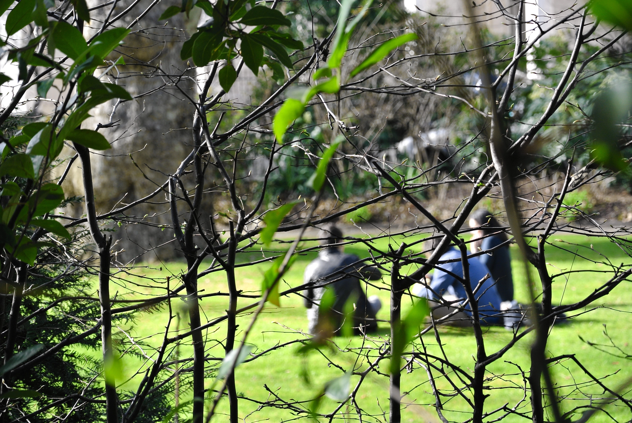 The picnic on the grass