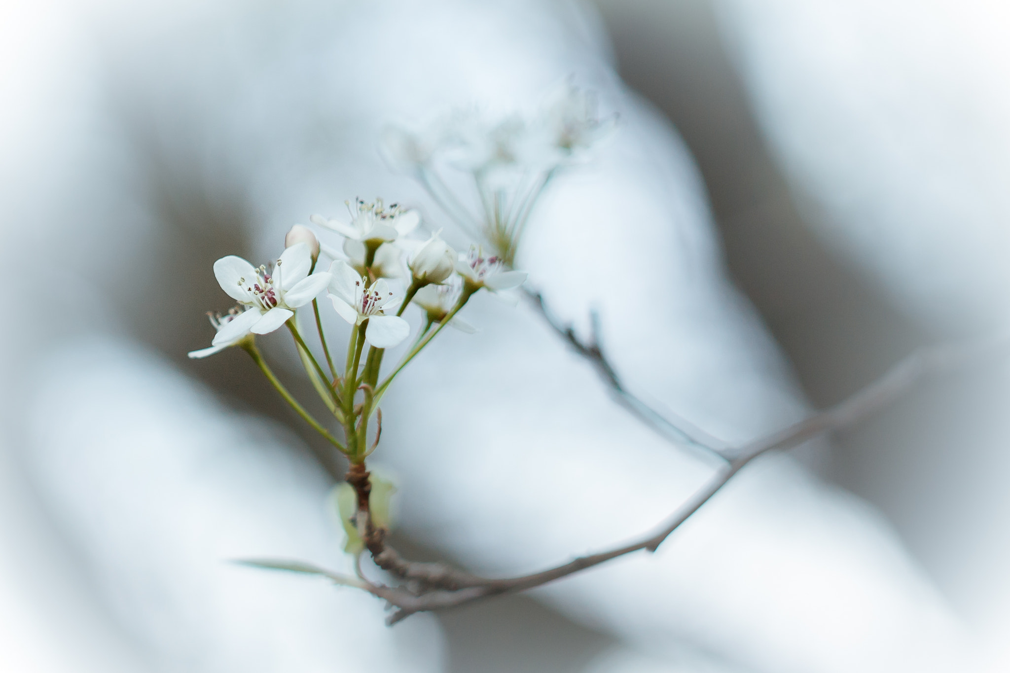Canon EF 35-80mm f/4-5.6 sample photo. White... photography