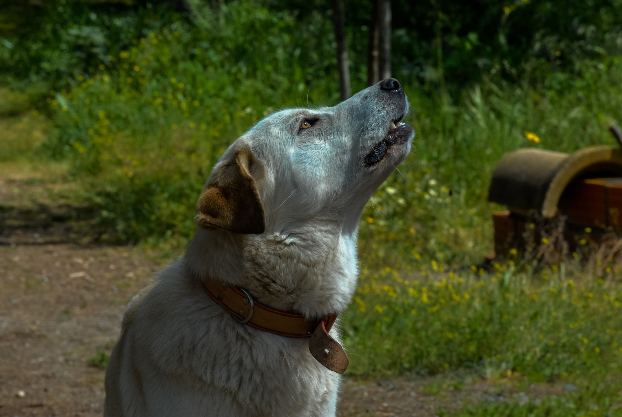 Nikon D200 sample photo. Dog photography