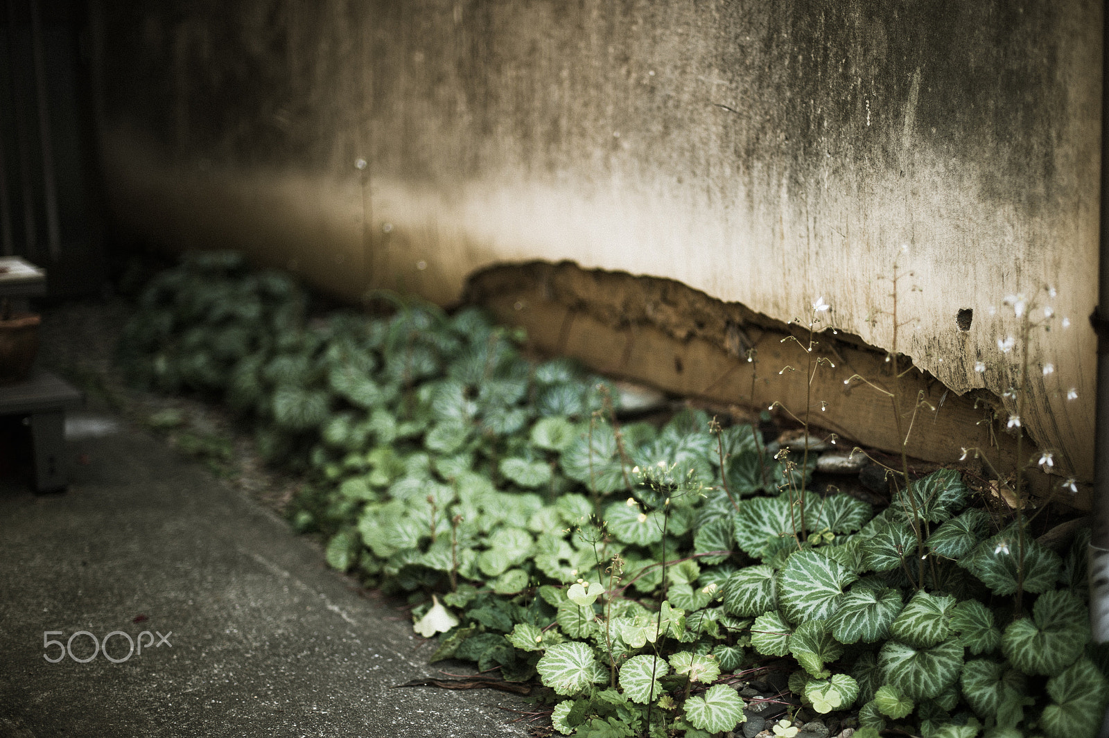 Nikon Df + AF Nikkor 50mm f/1.4 sample photo. Saxifrage alley photography