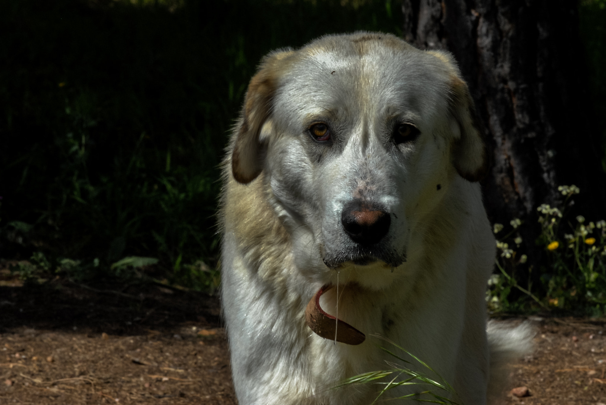 Nikon D200 sample photo. Powerful look photography