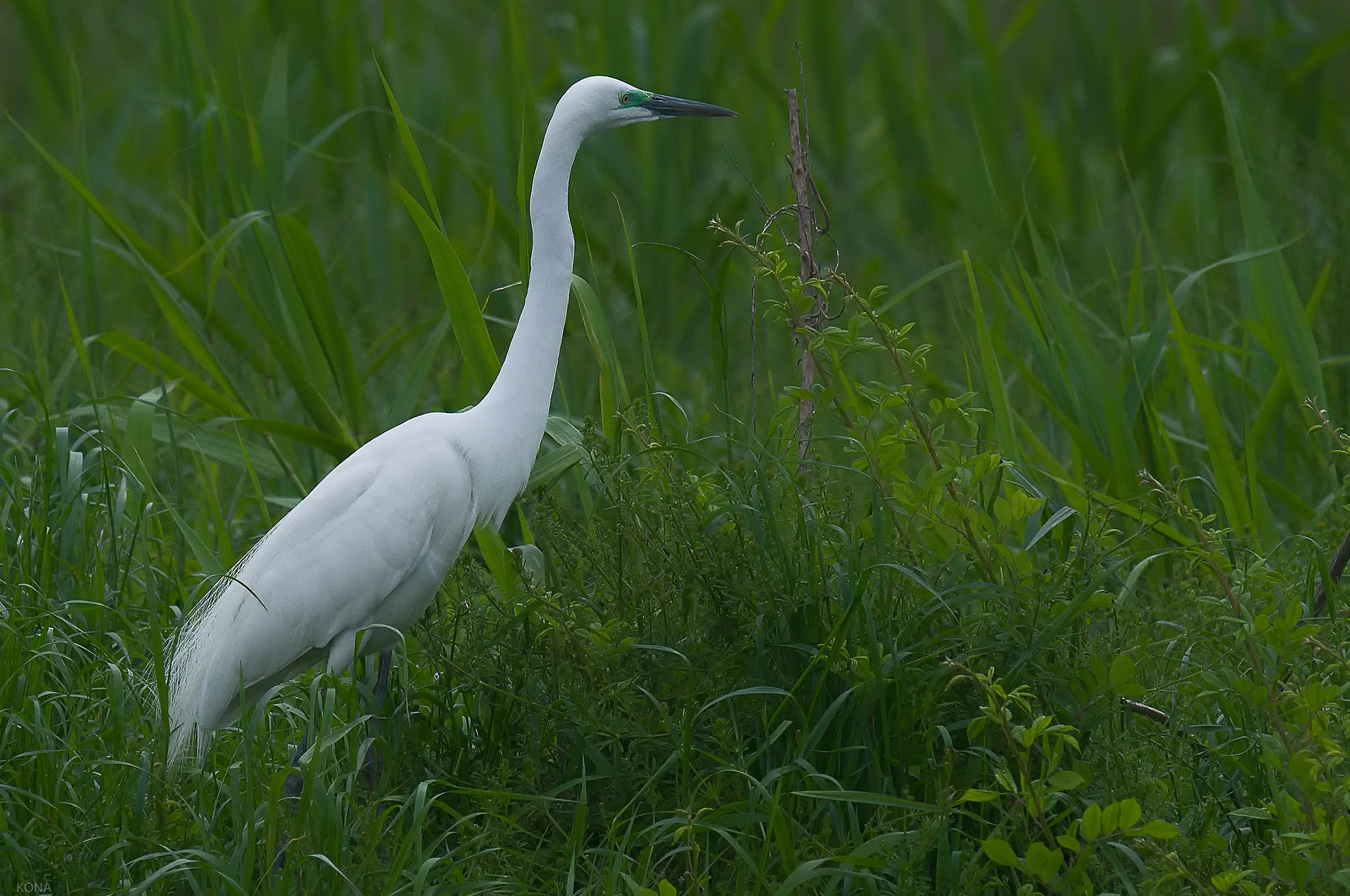 Nikon AF-S Nikkor 400mm F2.8G ED VR II sample photo. Sagi photography