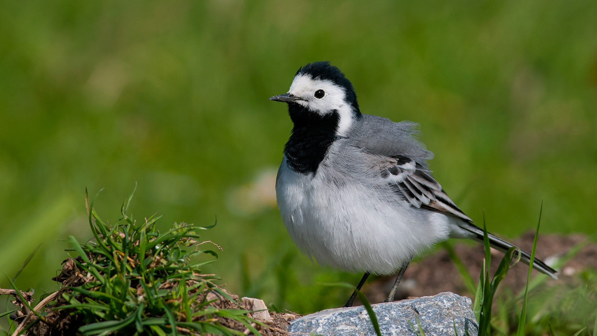 Nikon D300S + Nikon AF-S Nikkor 300mm F4D ED-IF sample photo. Pied wagtail, motacilla alba photography