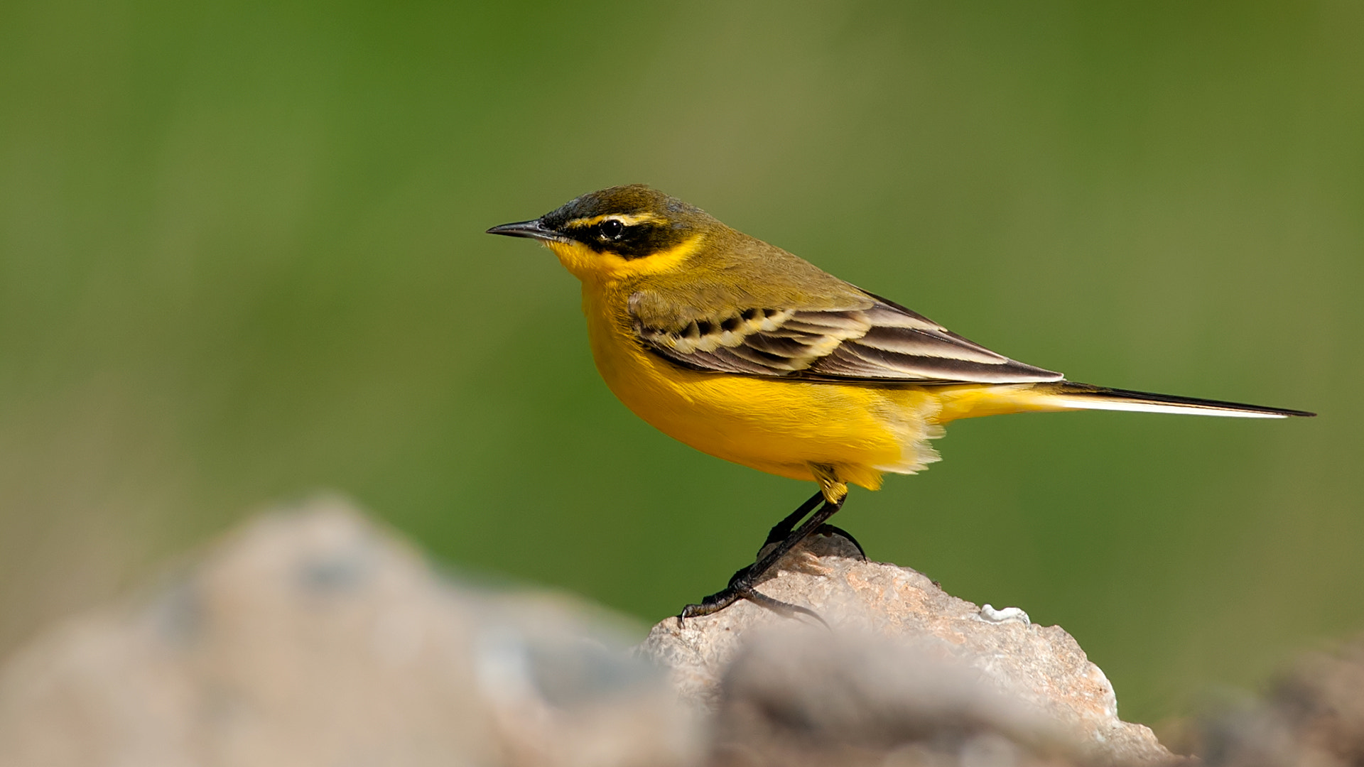 Nikon D300S + Nikon AF-S Nikkor 300mm F4D ED-IF sample photo. Yellow wagtail, motacilla flava photography