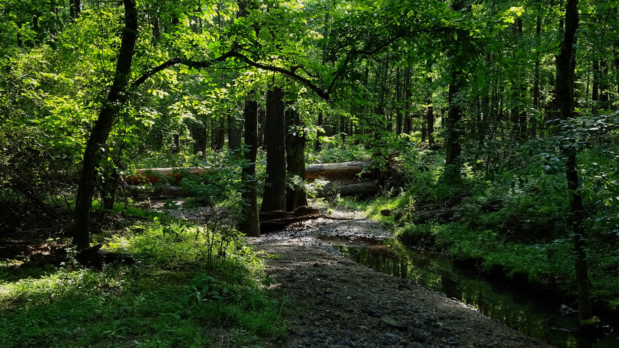 Sony 24-720mm F3.5-6.4 sample photo. Green trail creek at burns park photography