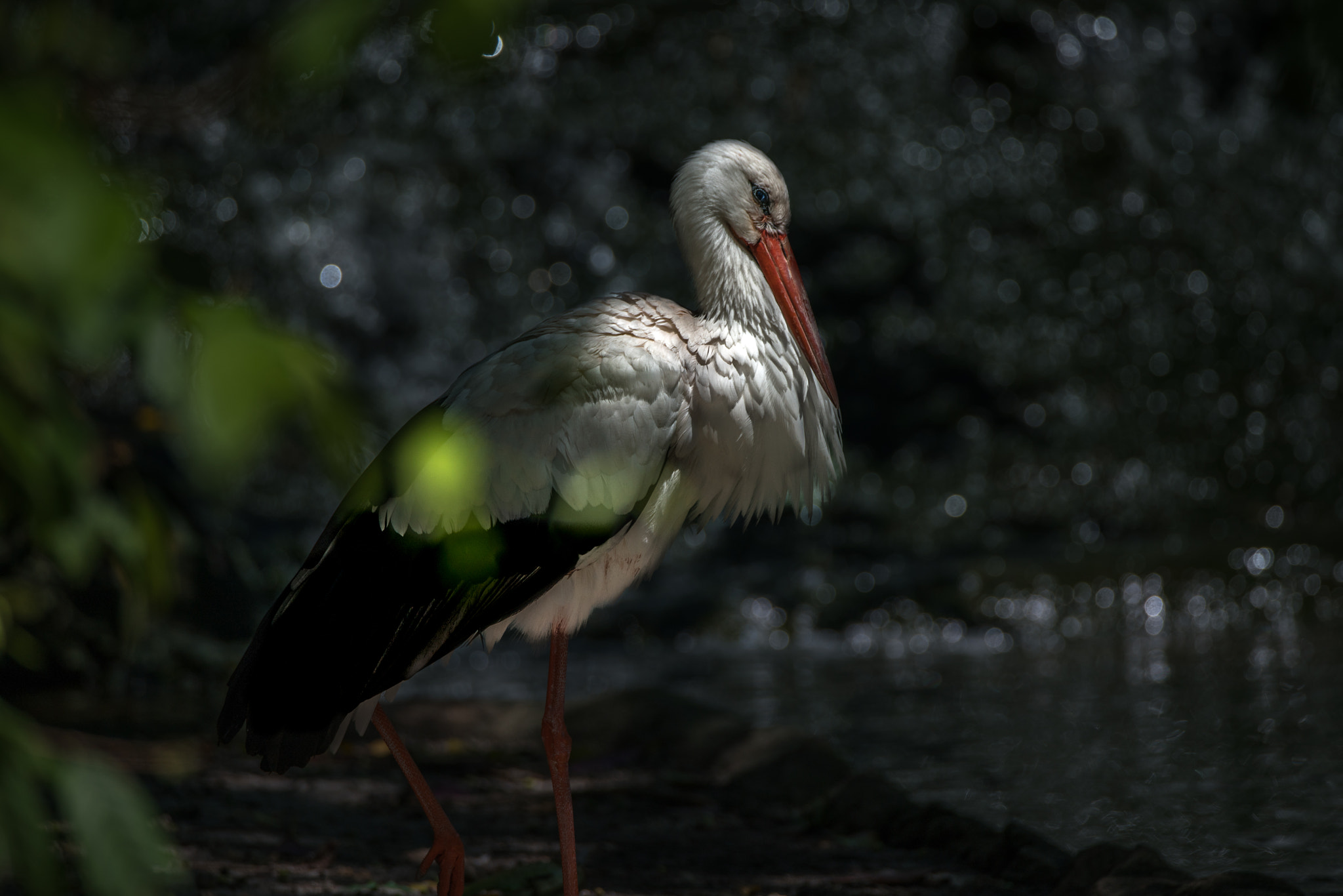Tamron SP 150-600mm F5-6.3 Di VC USD sample photo. Just shy... photography