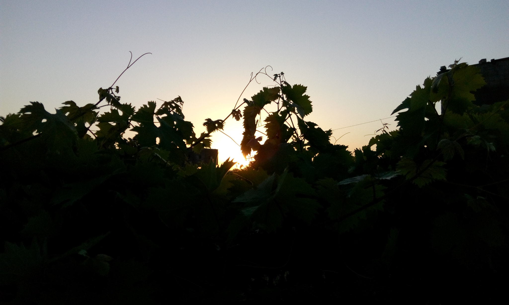 HTC DESIRE 816G DUAL SIM sample photo