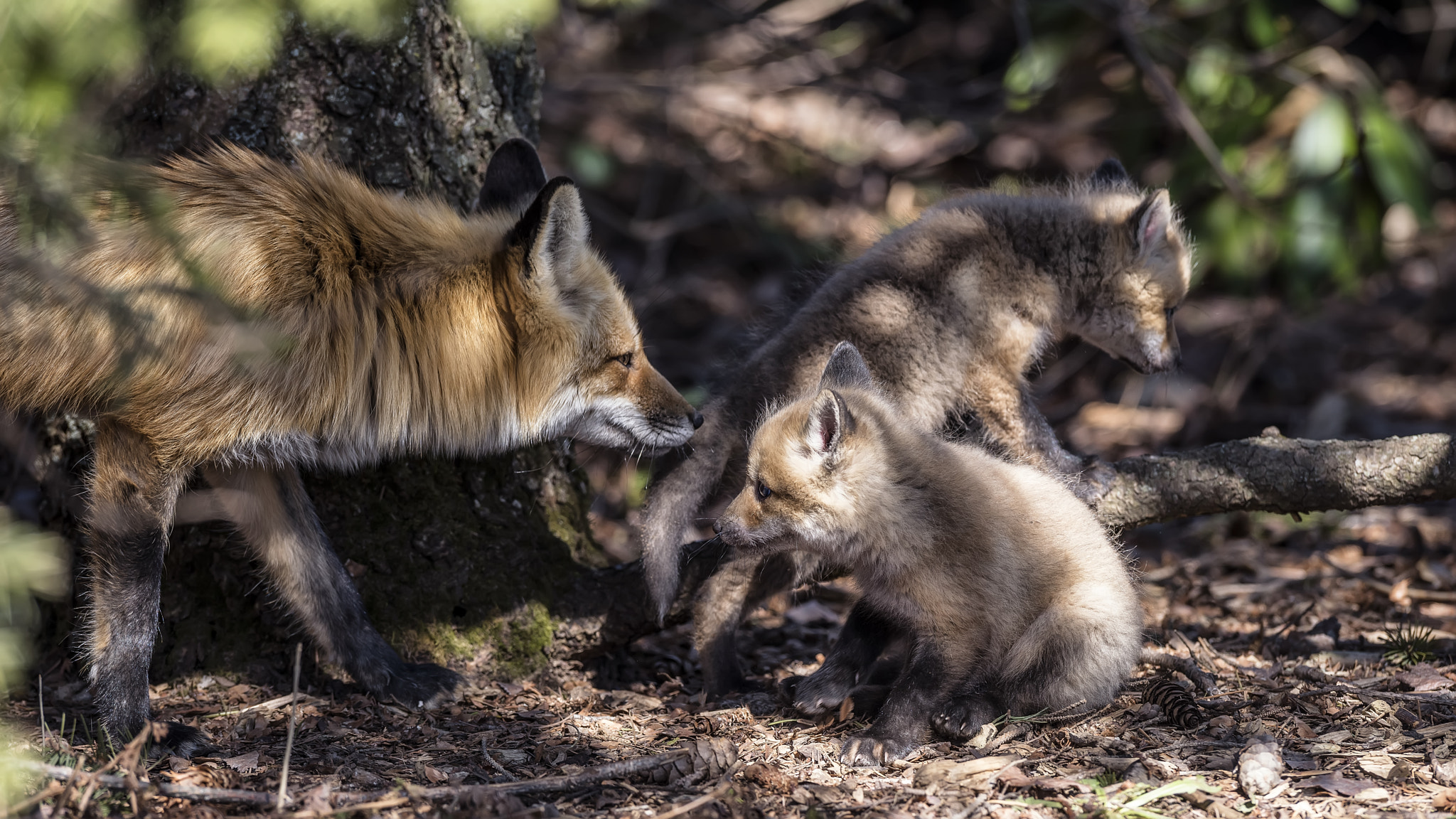 Nikon AF-S Nikkor 400mm F2.8G ED VR II sample photo. Renard roux photography