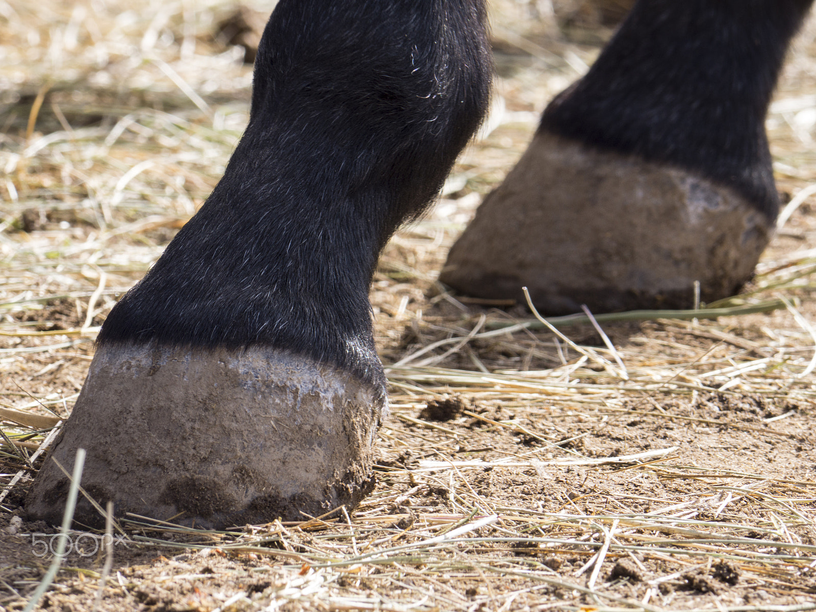 Panasonic Lumix DMC-GH3 sample photo. Horse hooves photography