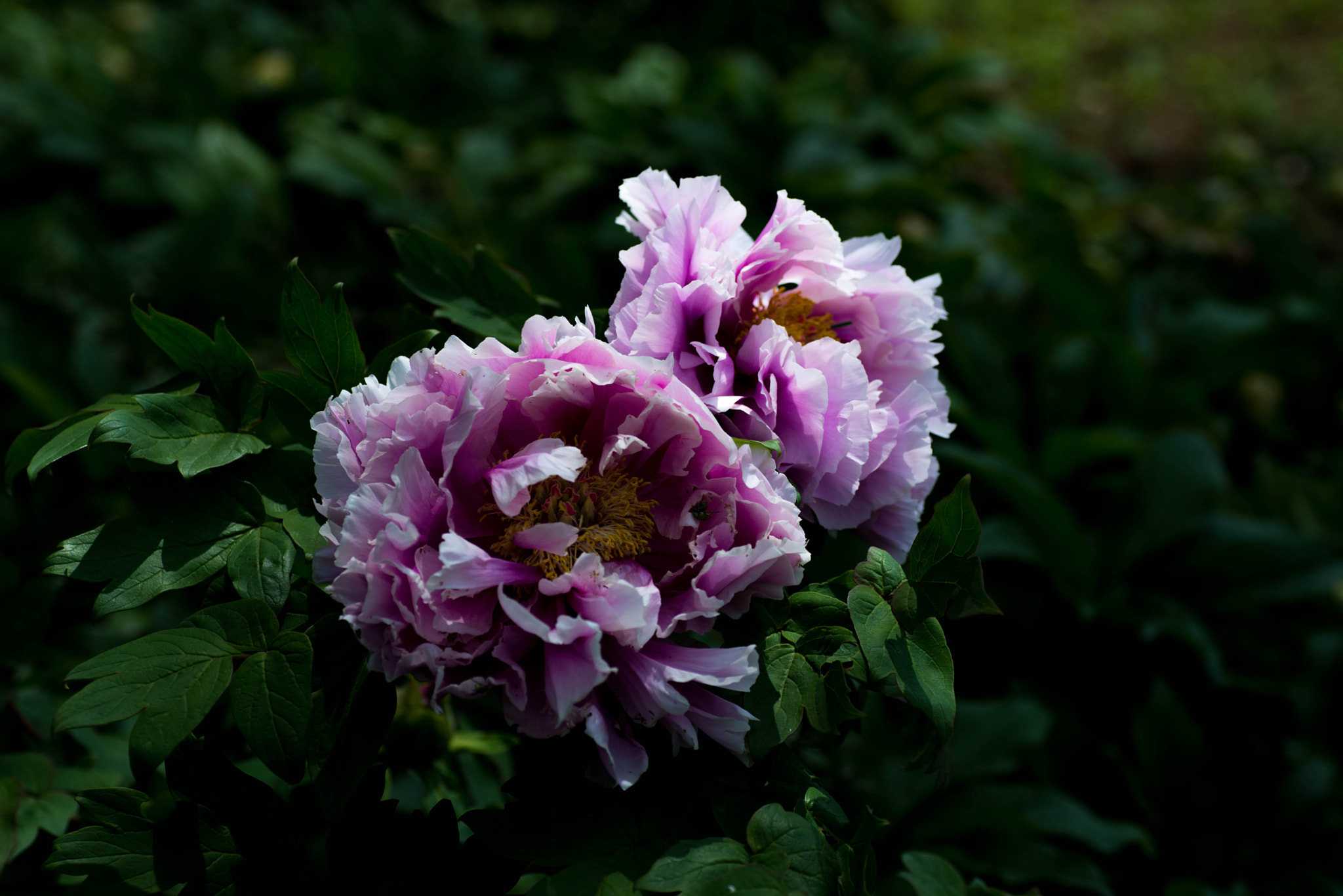 Nikon D600 sample photo. Peony#1 photography