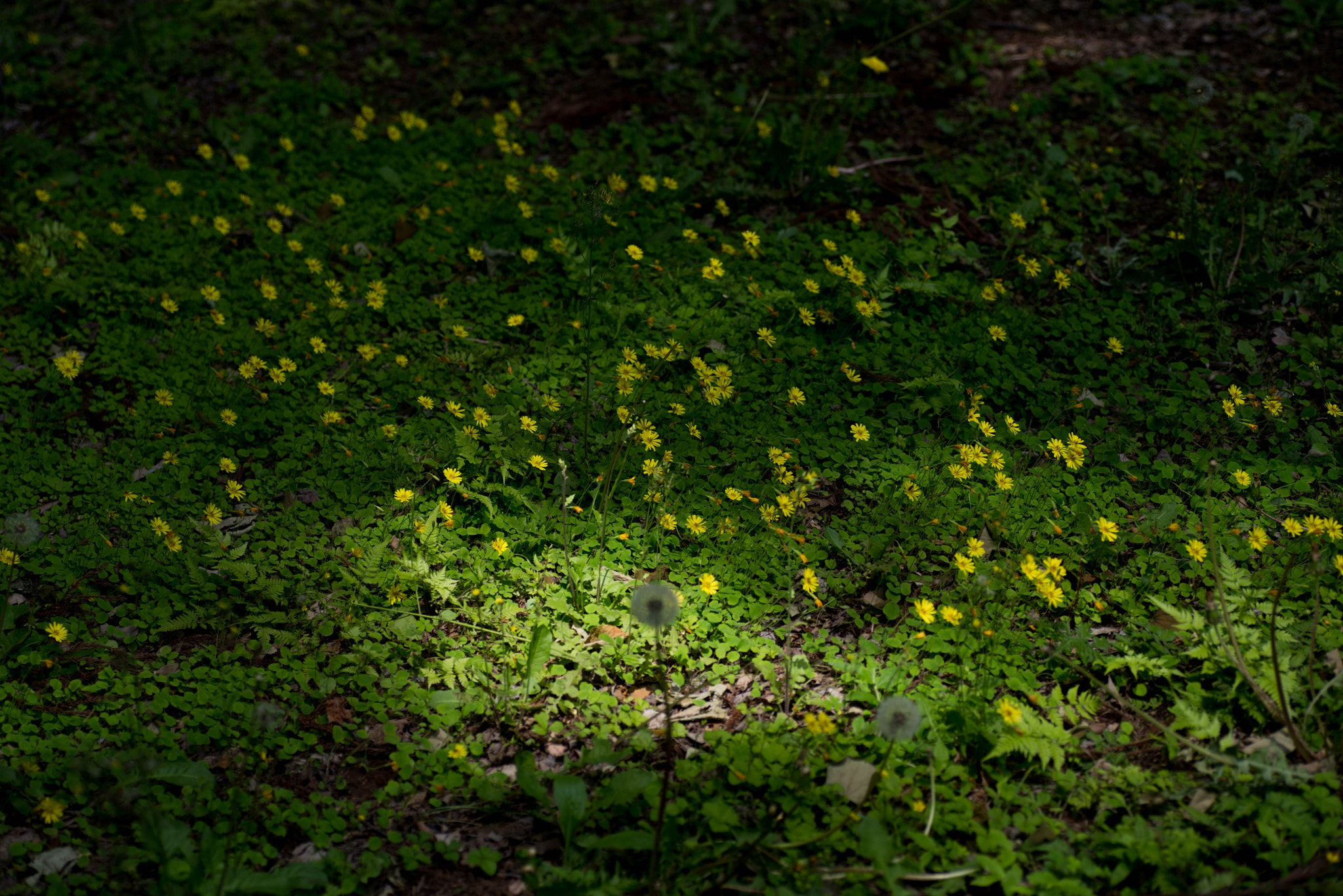 Nikon D600 + Tamron SP 90mm F2.8 Di VC USD 1:1 Macro sample photo. Grasses & flowers photography