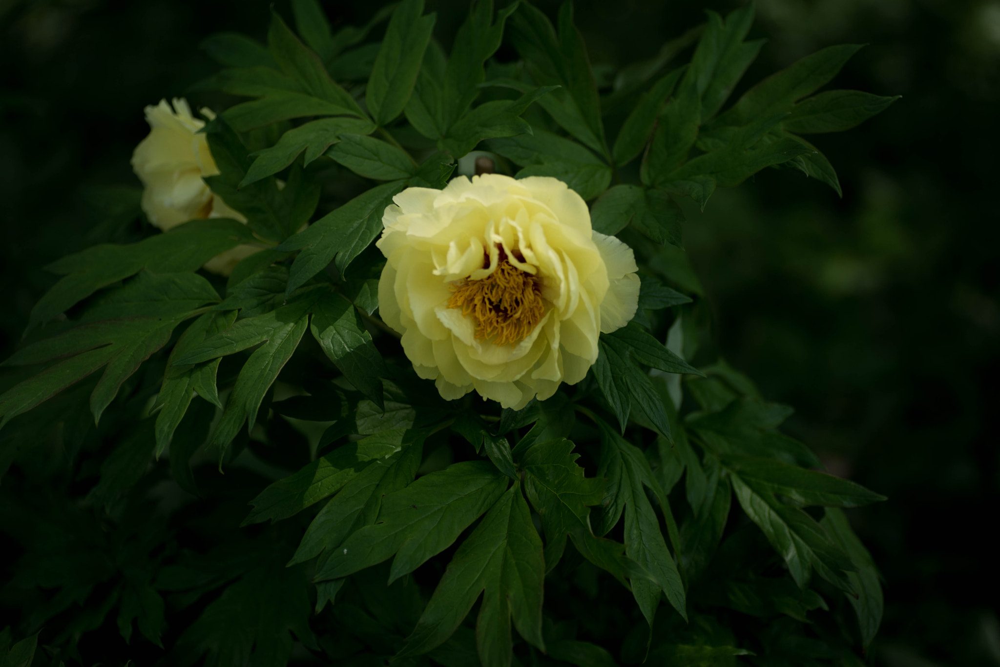 Nikon D600 sample photo. Peony#2 photography