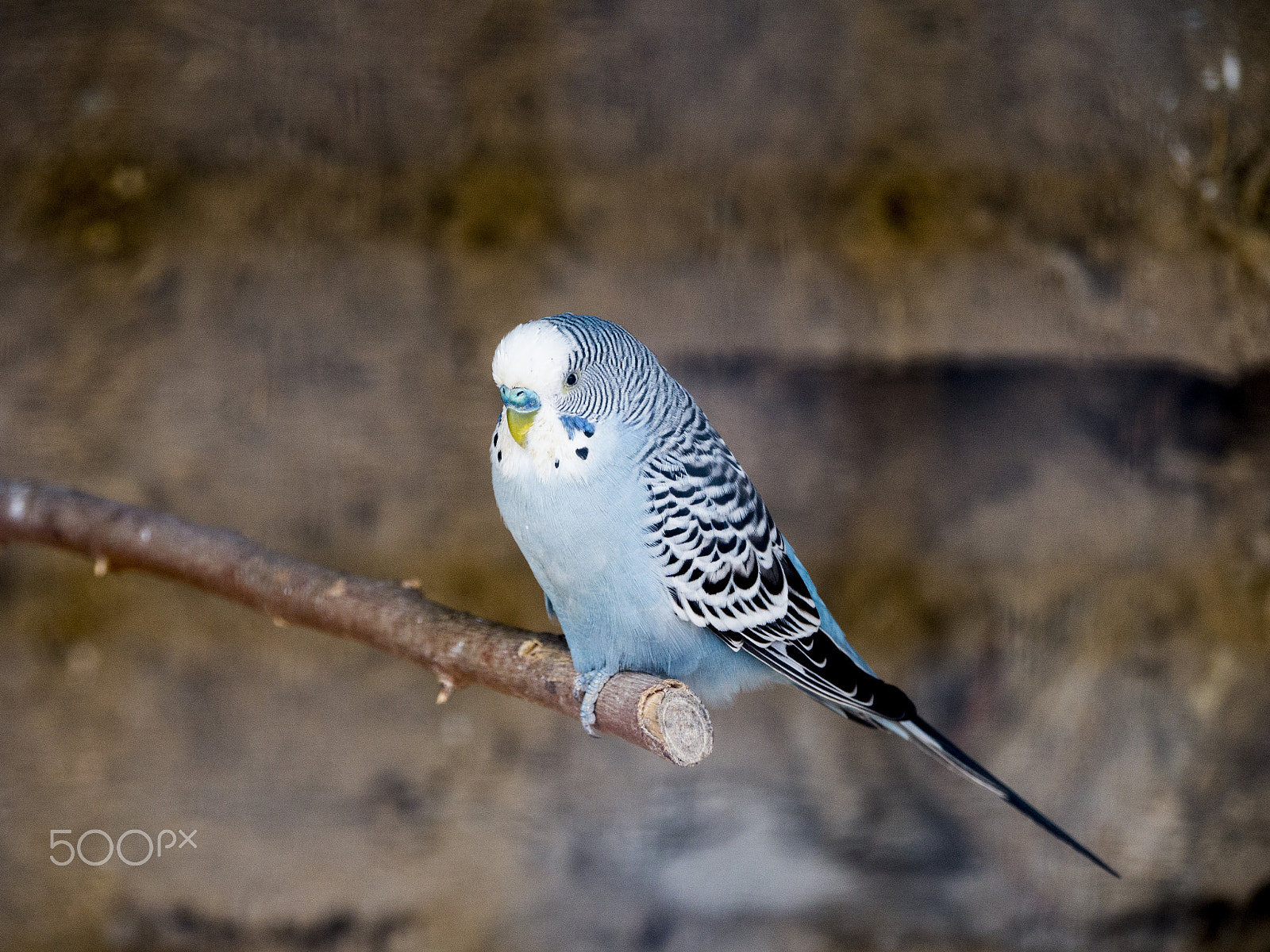 Panasonic Lumix DMC-GH3 sample photo. Bird,blue parakeet photography