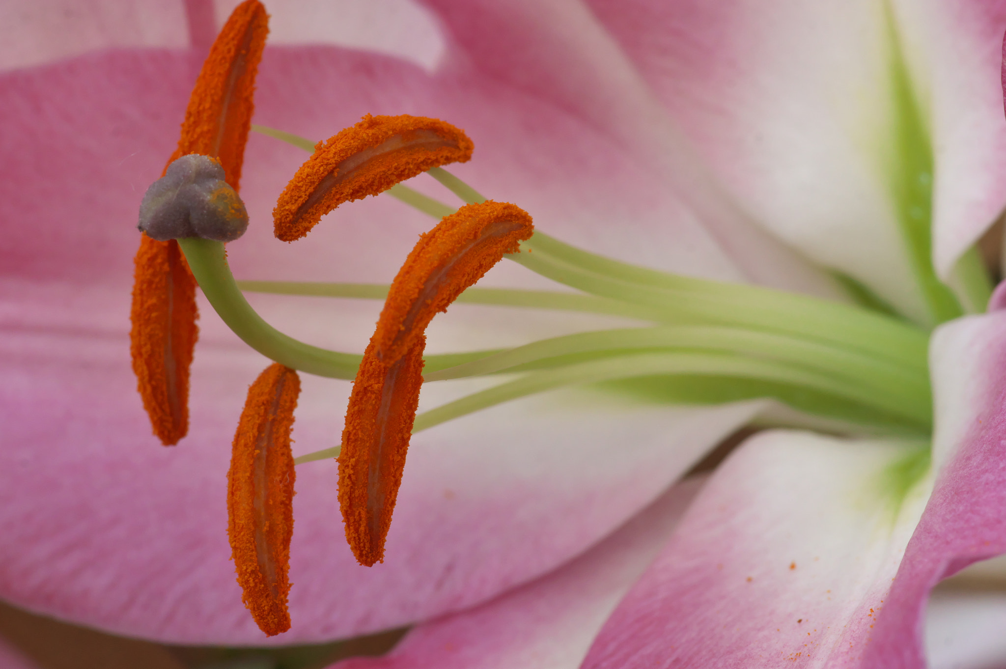 Pentax smc D-FA 100mm F2.8 Macro WR sample photo. Coming photography