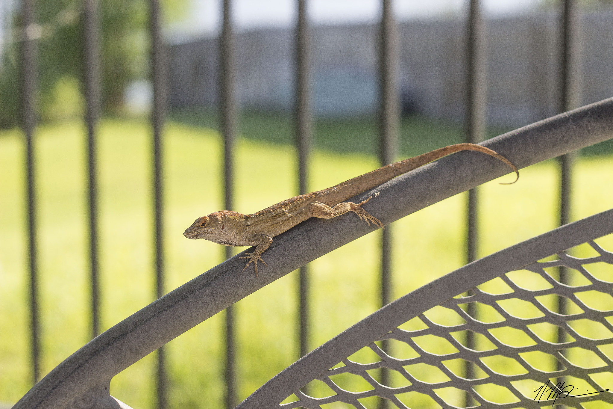 Canon EOS 100D (EOS Rebel SL1 / EOS Kiss X7) + Canon EF 50mm F1.8 II sample photo. Mr. lizard photography